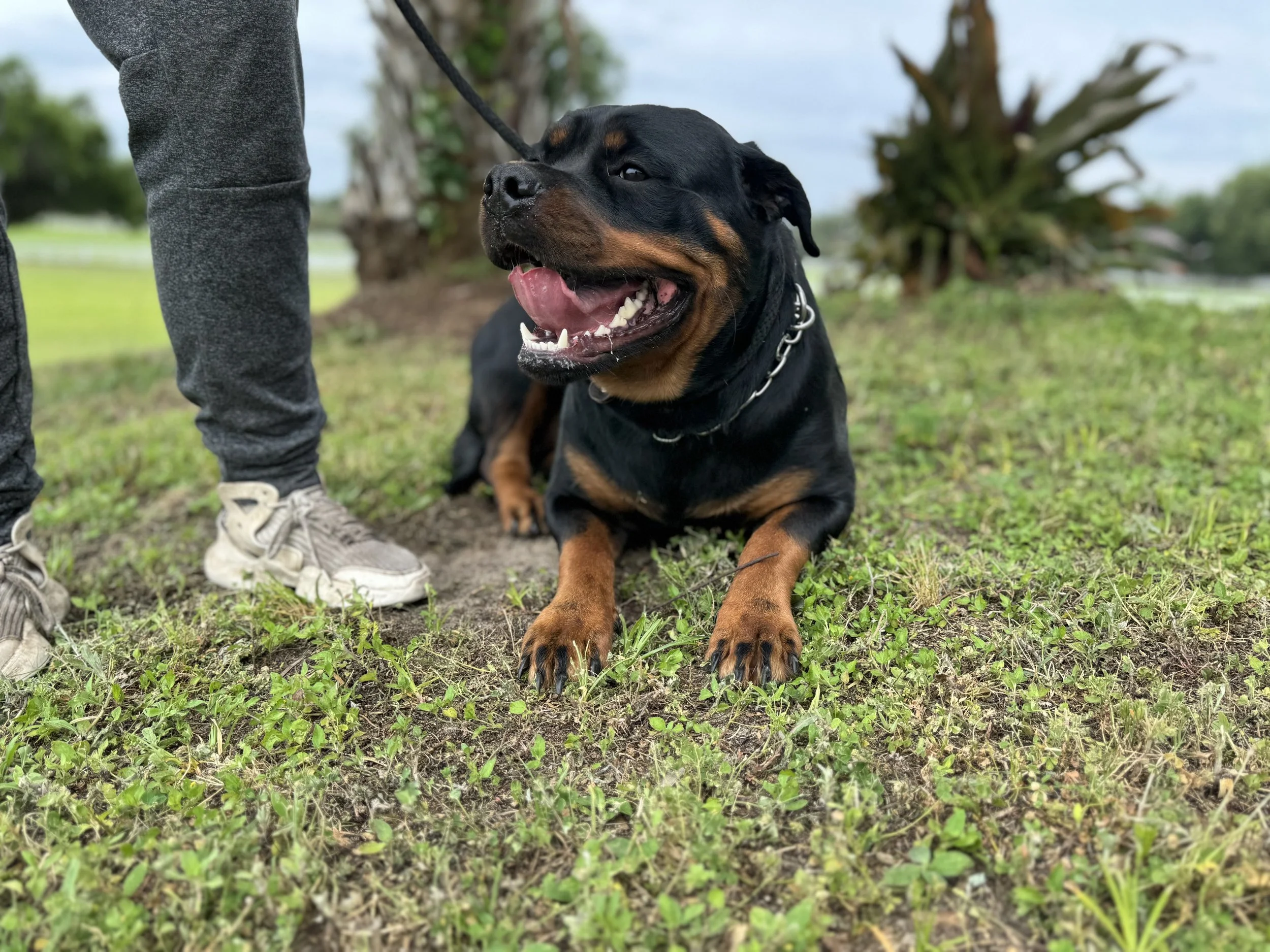 Rottweiler dog lying on grassy ground next to a person wearing gray sweatpants and sneakers, outdoors with trees and cloudy sky in the background.