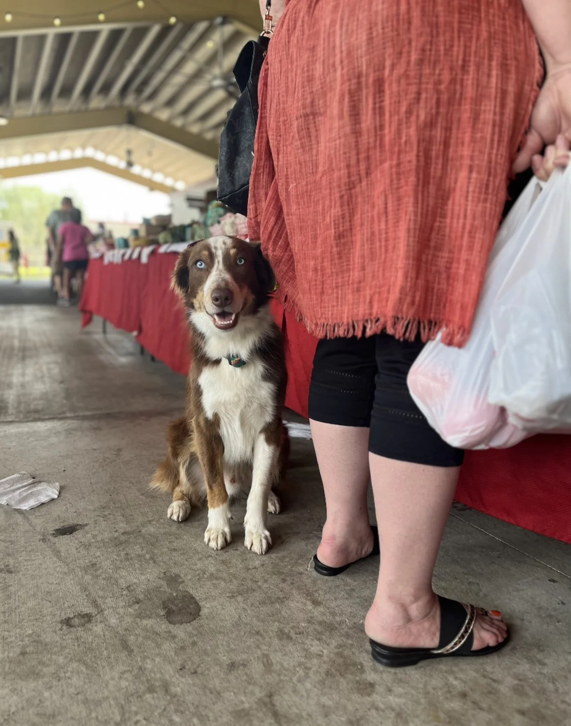 Service Dog "Lasso" - A brown and white border collie dog sitting next to a person at an outdoor market with red tables and people shopping in the background. He is a medical alert service dog trained by Nonpareil K9.