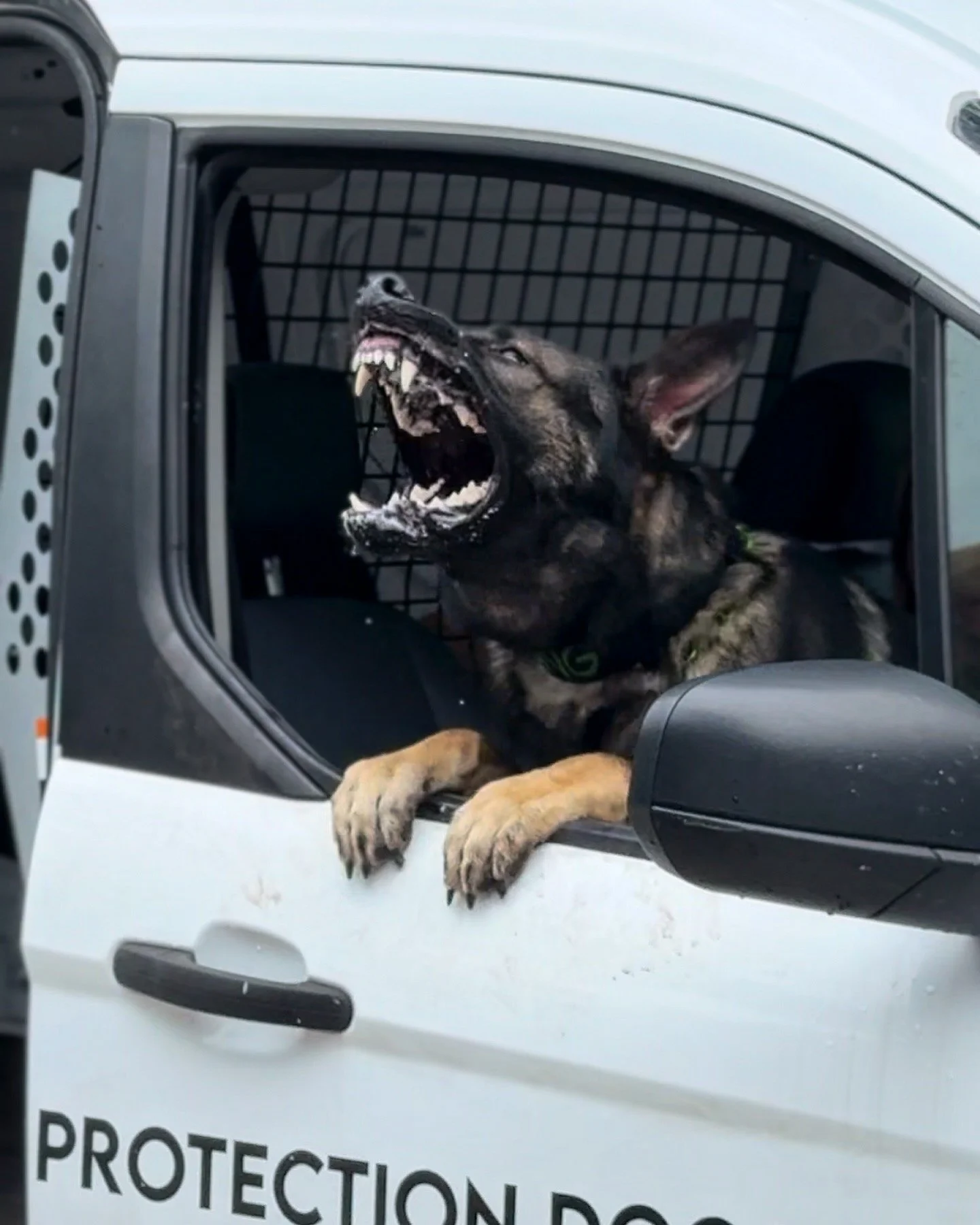 Protection Training to prepare for Car Jacking, Trained Dog Protecting Vehicle through Window.