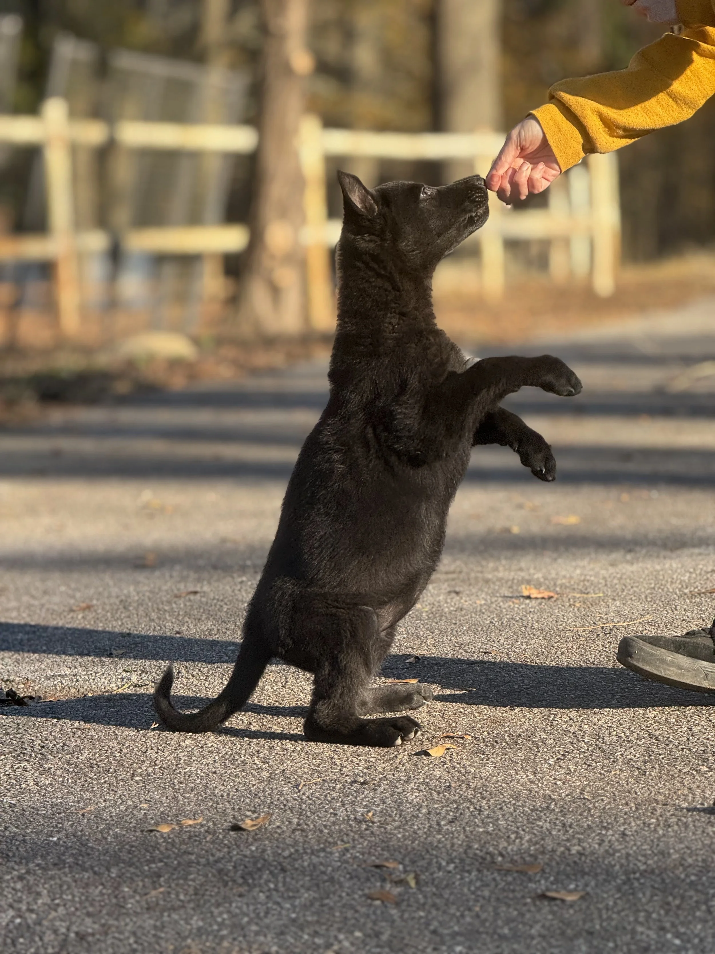 A person in a yellow jacket giving a treat to a black puppy that is standing on its hind legs.