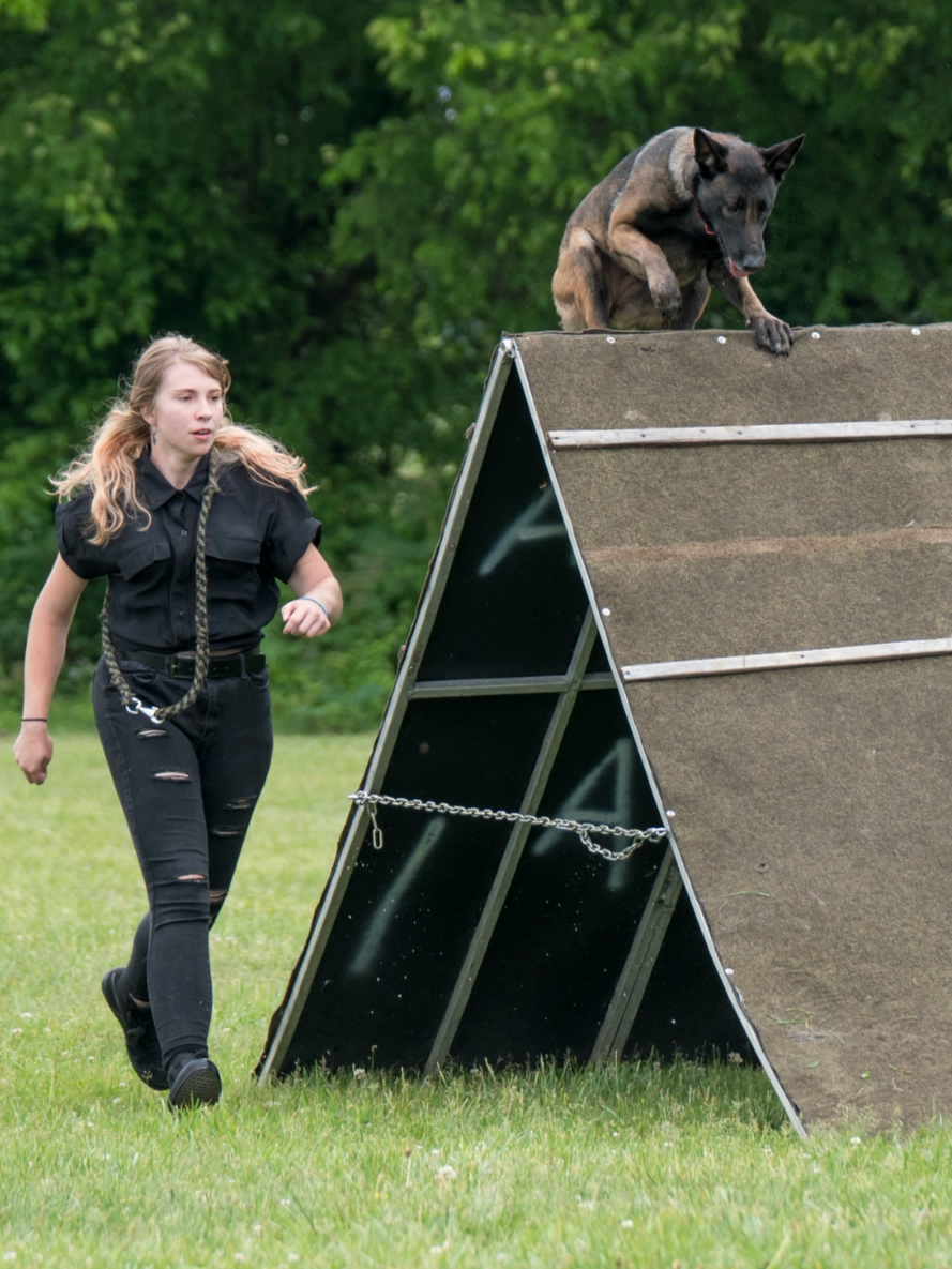 Head Trainer, Blaze Parker running next to a large A-frame obstacle with a dog on top, engaged in a dog agility training session outdoors.