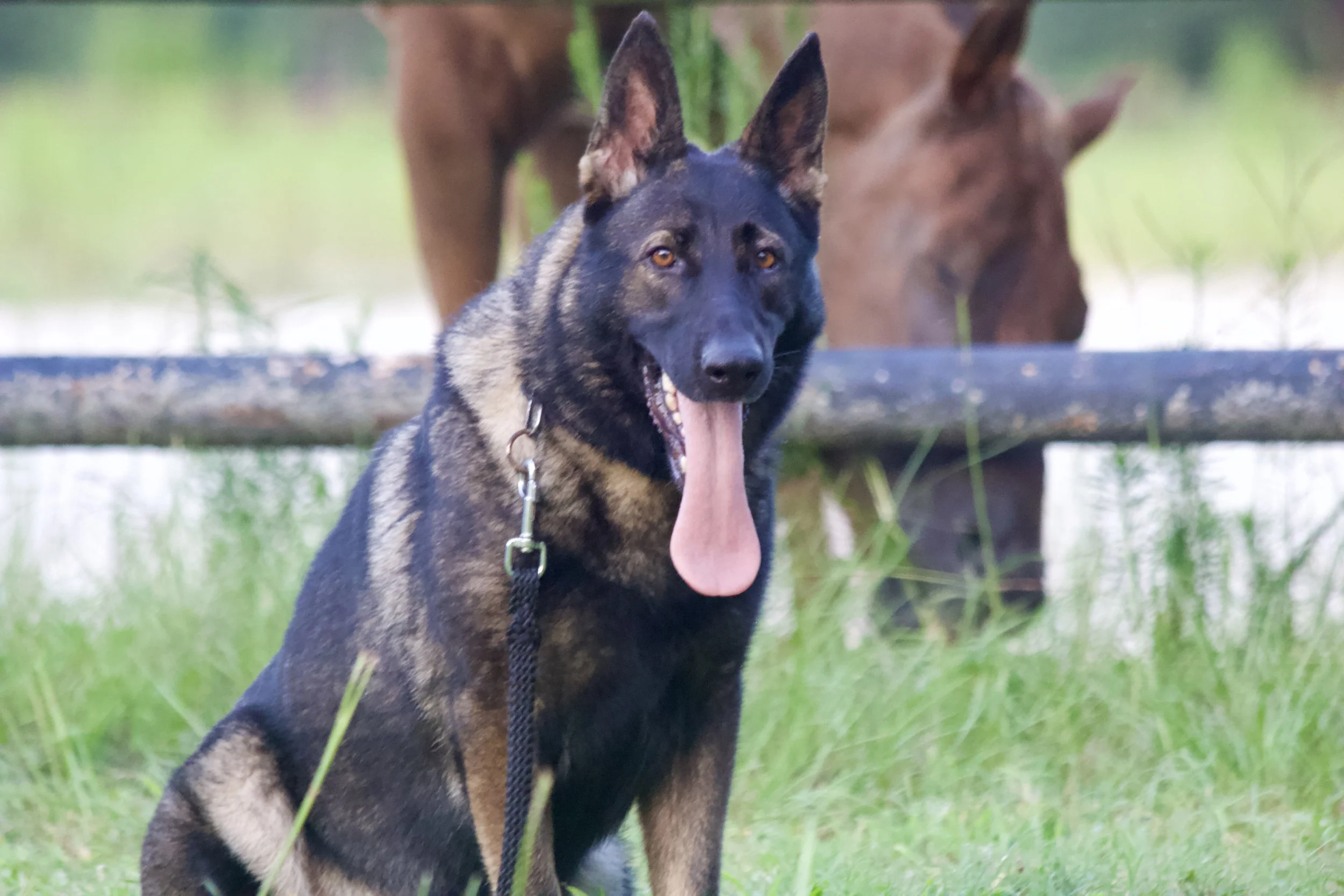 A black and tan dog with pointed ears sitting on grass and panting with its tongue out, with a brown dog in the background near a wooden rail.