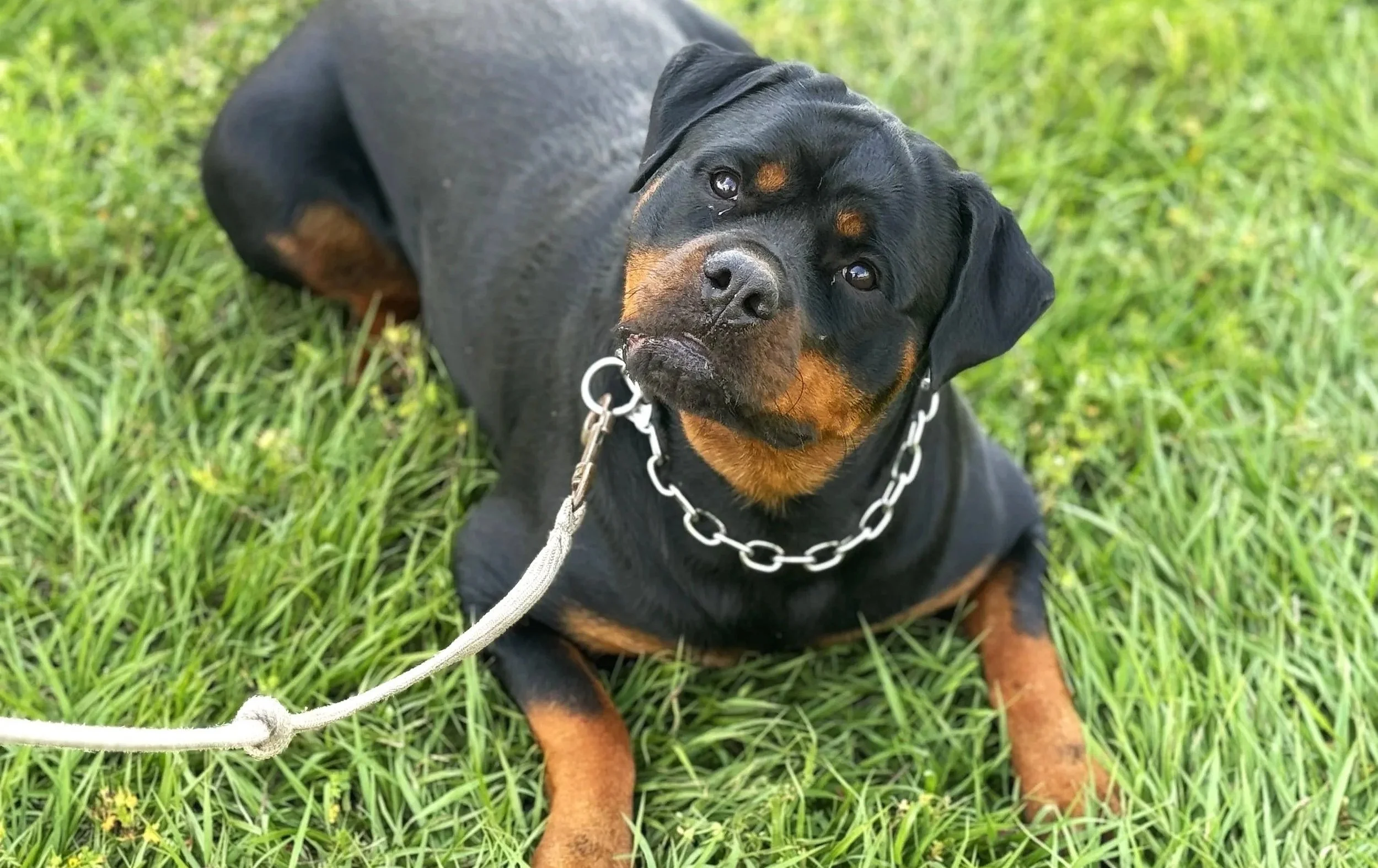 A Rottweiler puppy lying on green grass, wearing a metal chain collar and attached to a leash, with a curious expression.