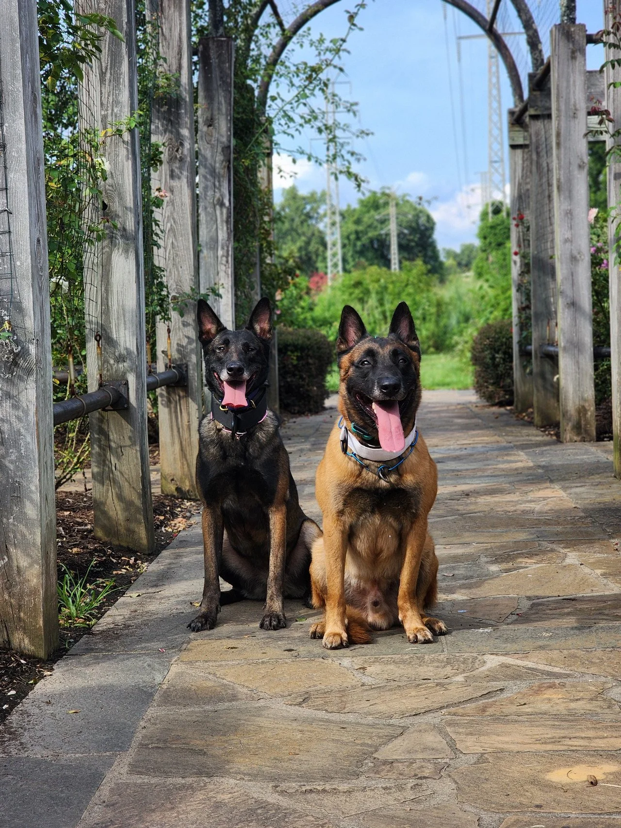 Two dogs sitting on a stone trail under a decorative archway, with greenery and power lines in the background.