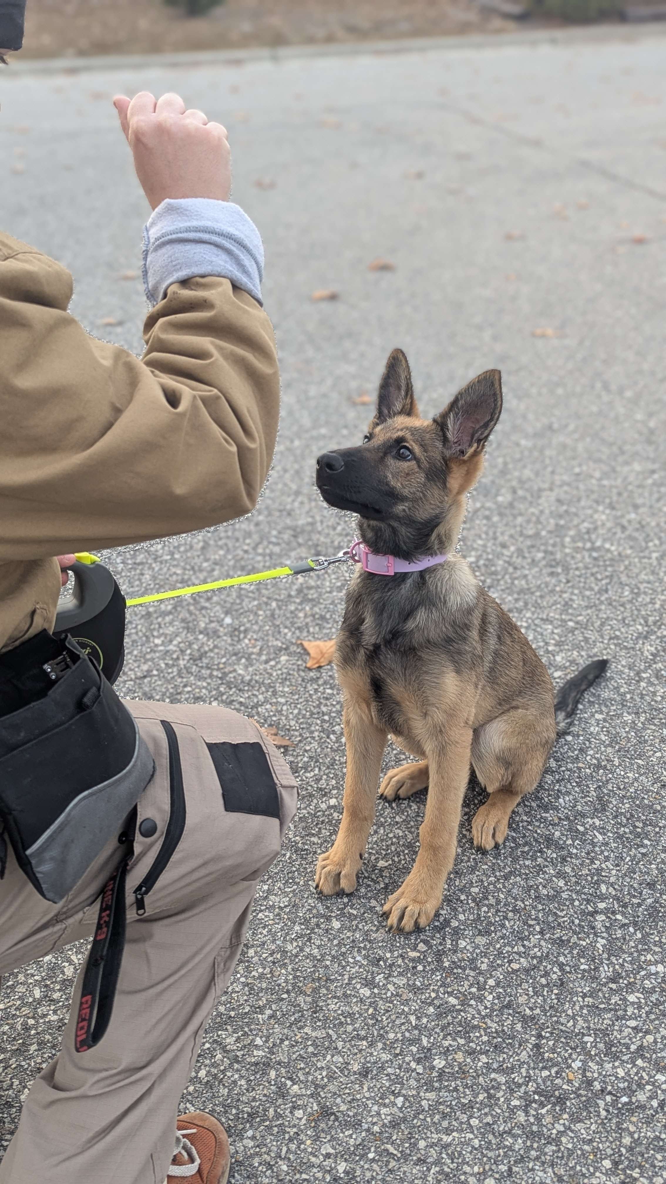 A person kneeling on a paved outdoor surface with a leash, with a young shepherd puppy sitting attentively in front of them, looking up.
