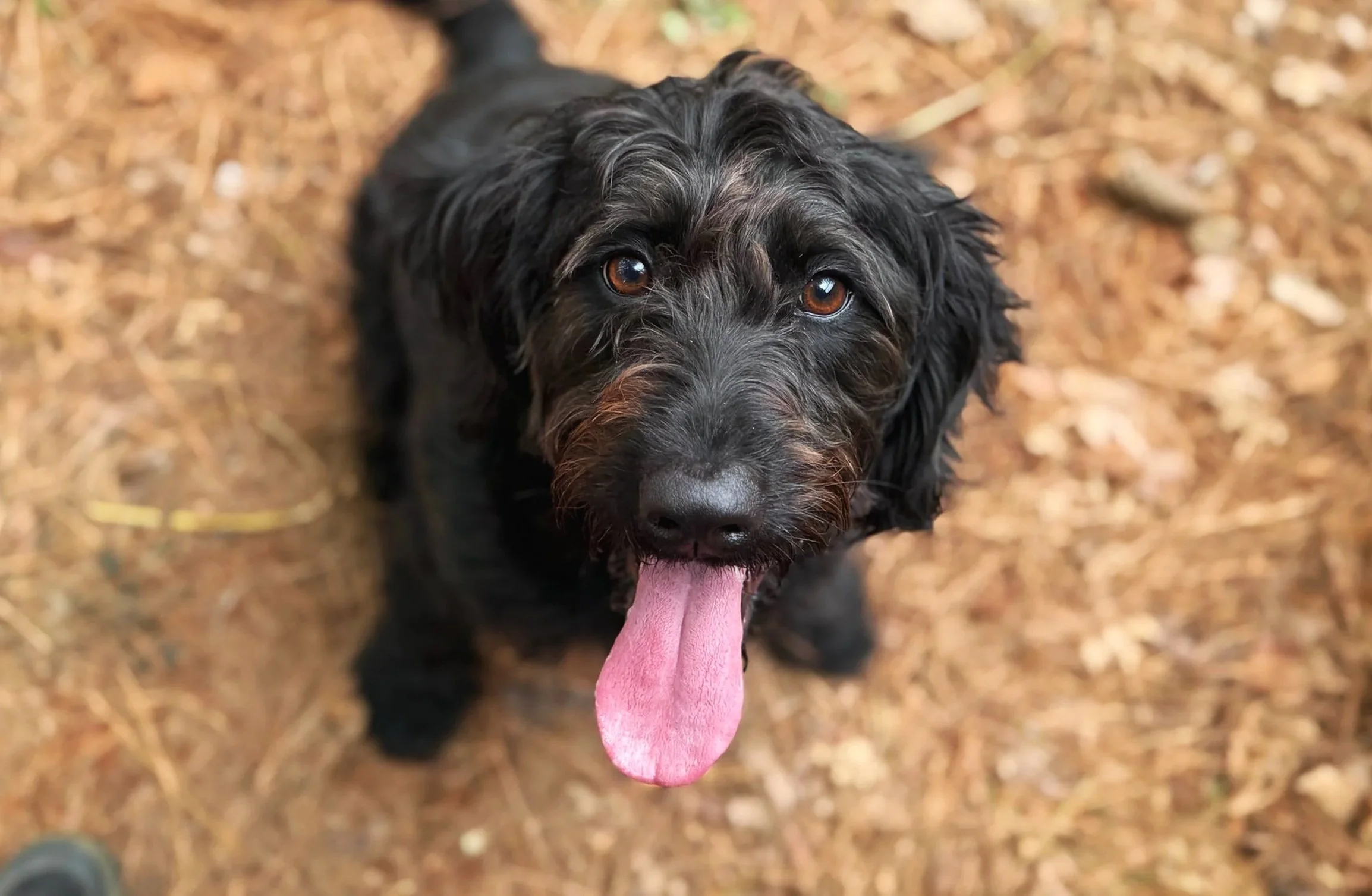 Two dogs sitting on a stone trail under a decorative archway, with greenery and power lines in the background.