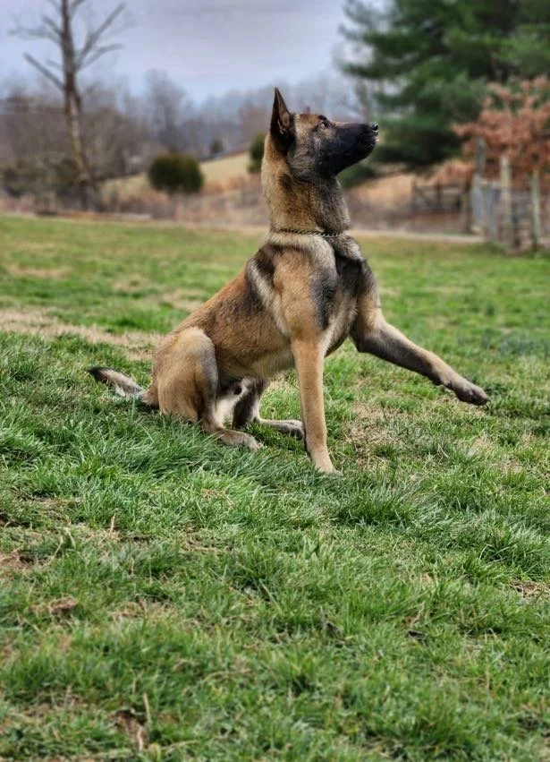 A Belgian Malinois dog sitting on grass, with one front paw raised, outdoors in a yard with trees and a fence in the background.