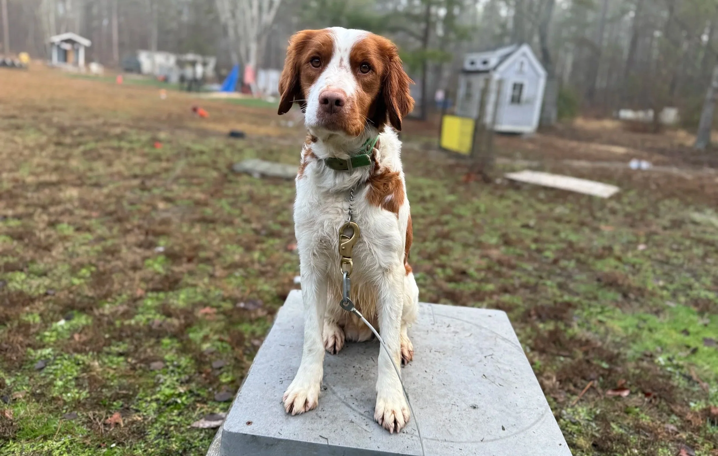 A brown and white dog sitting on a gray concrete pedestal outdoors with a blurred background of trees, houses, and patches of grass.