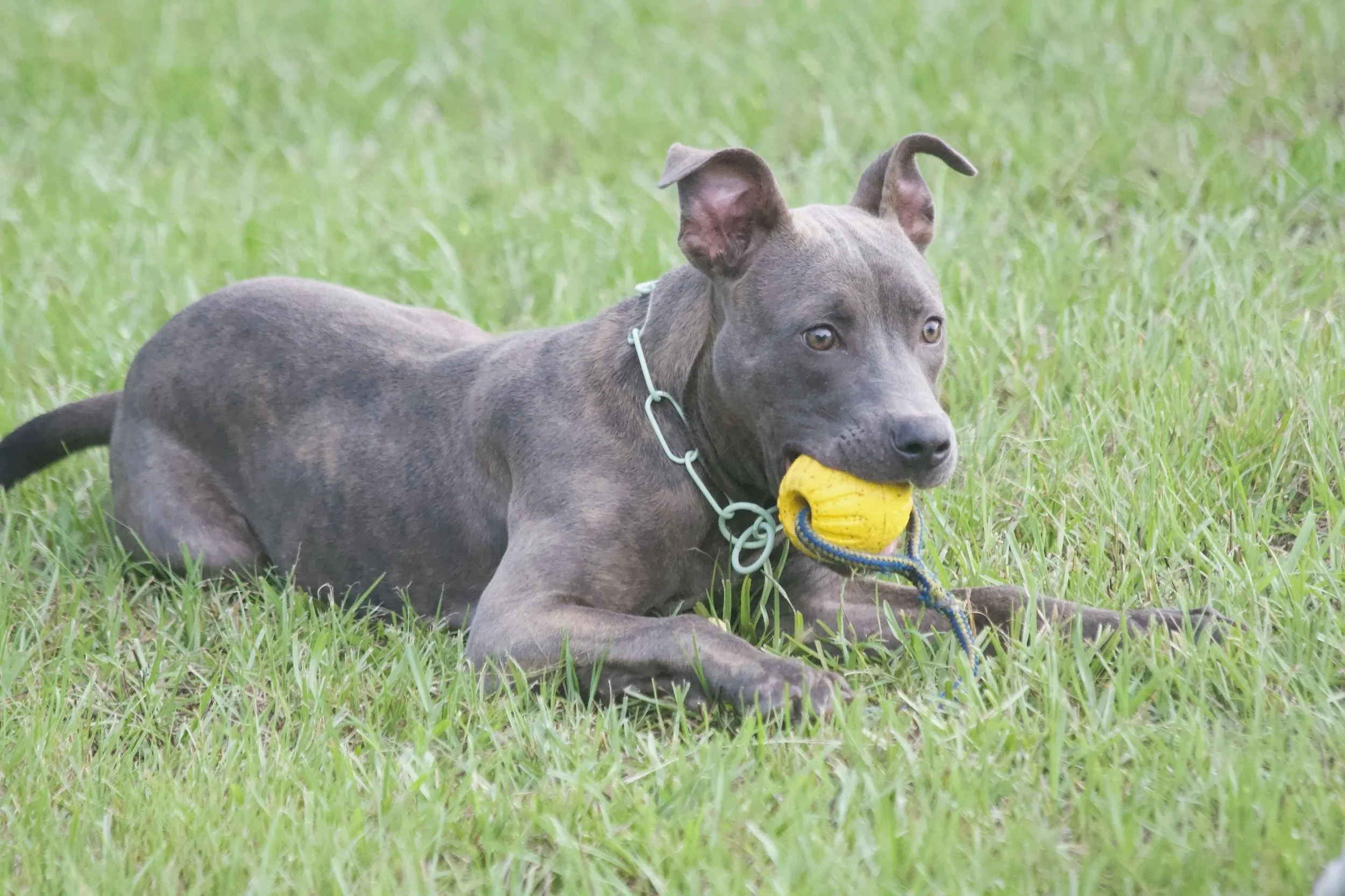 A young brindle-colored dog lying on grass with a yellow ball in its mouth.