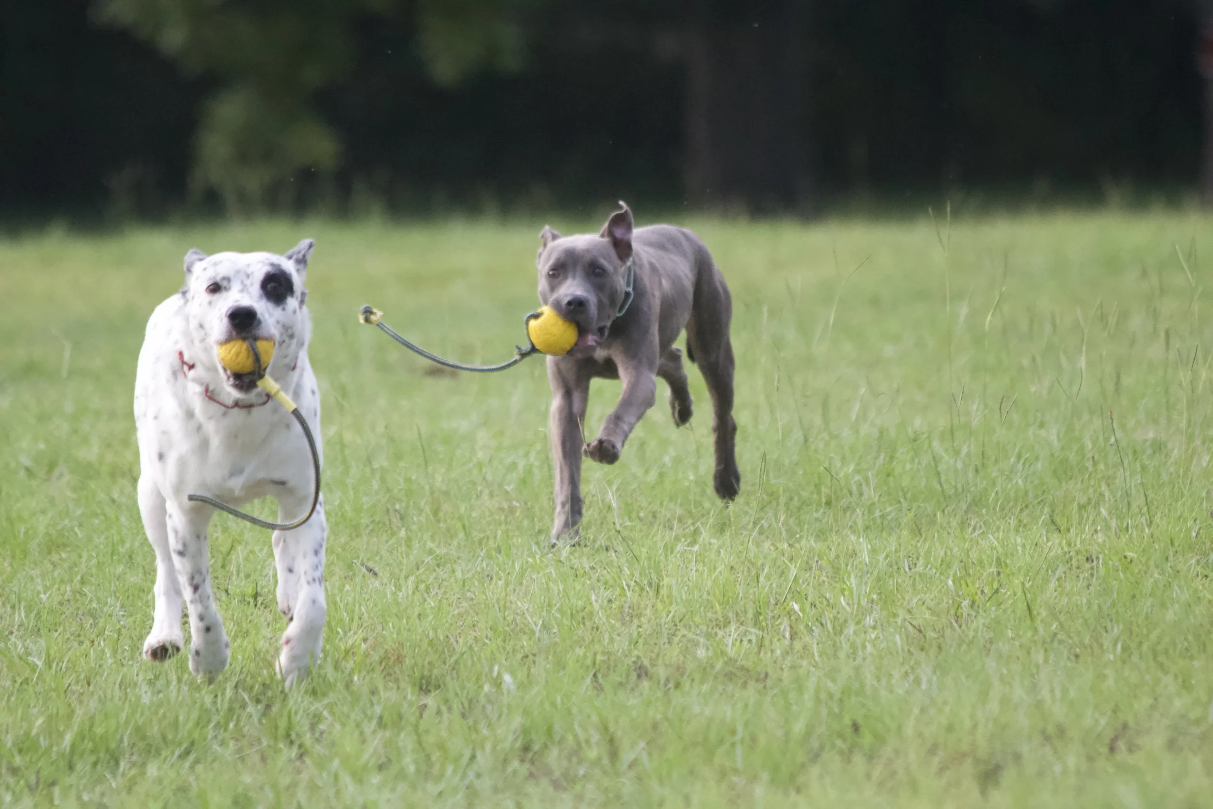Head Trainer, Blaze Parker standing on a rocky surface at a waterfall, holding two dogs on leashes, with a woman in shorts in the background near trees.