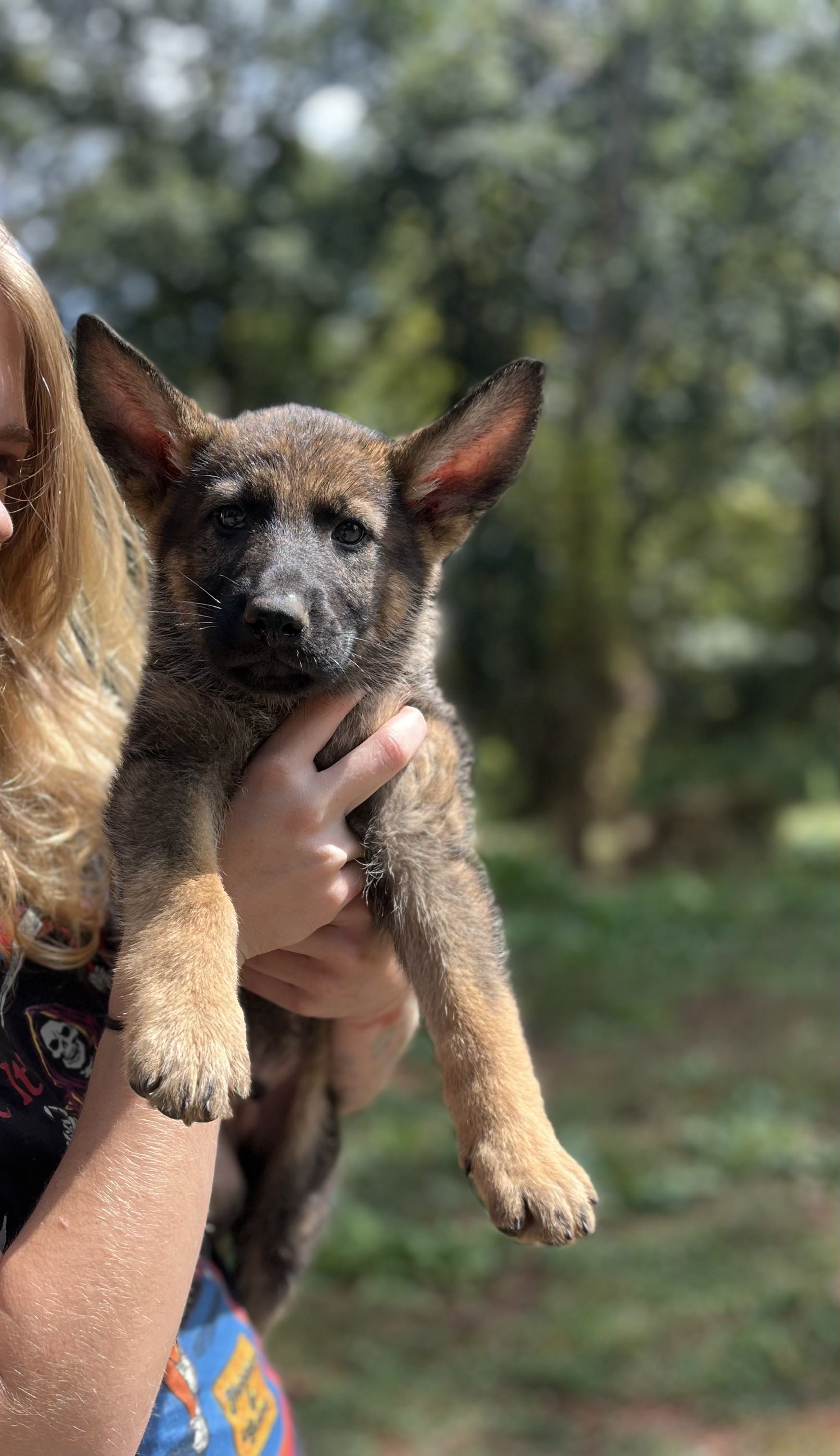 German Shepherd Puppy from Nonpareil K9's Breeding Program is being held by Head Trainer Blaze Parker