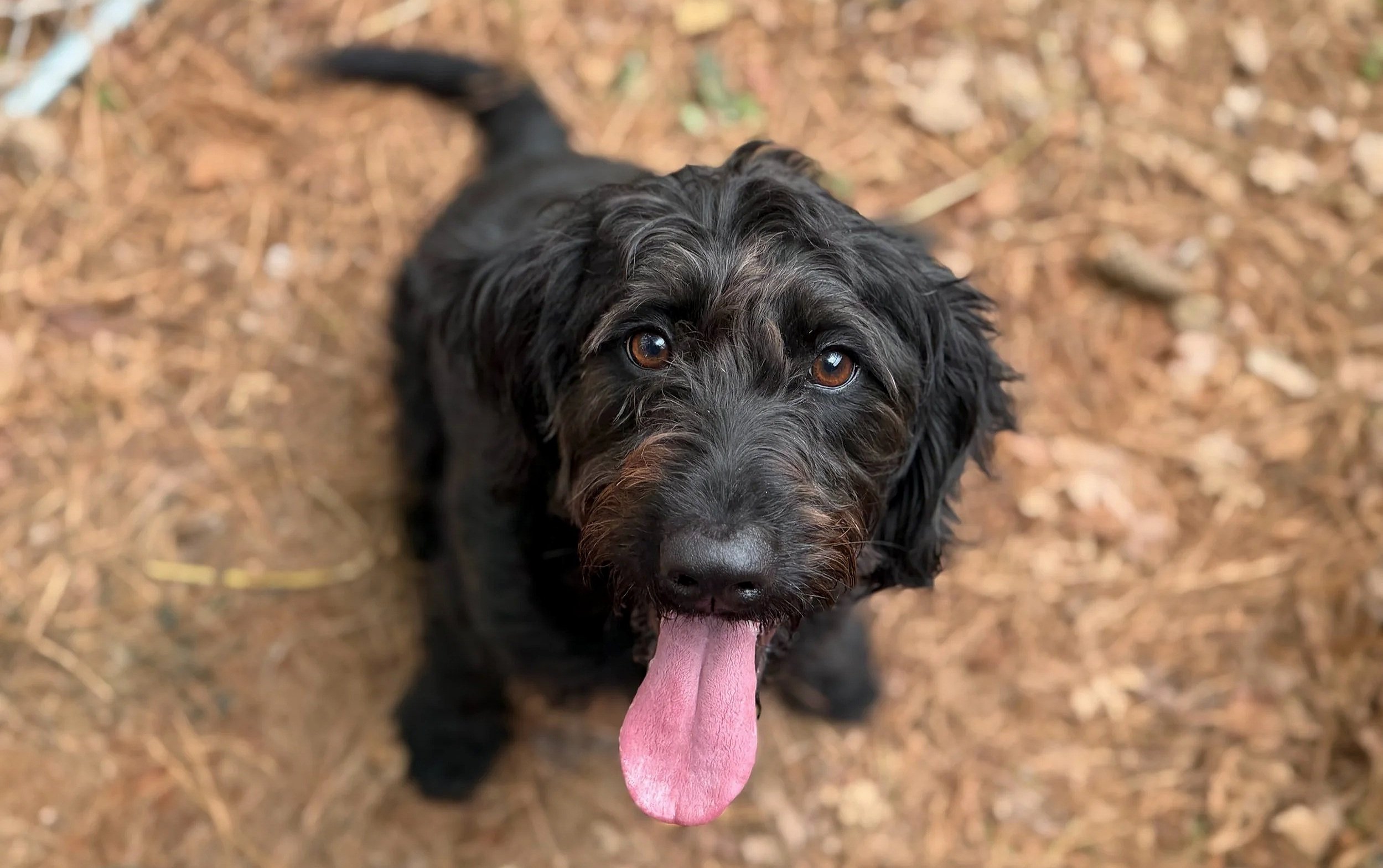 Black and brown puppy looking up with tongue out on dirt ground.