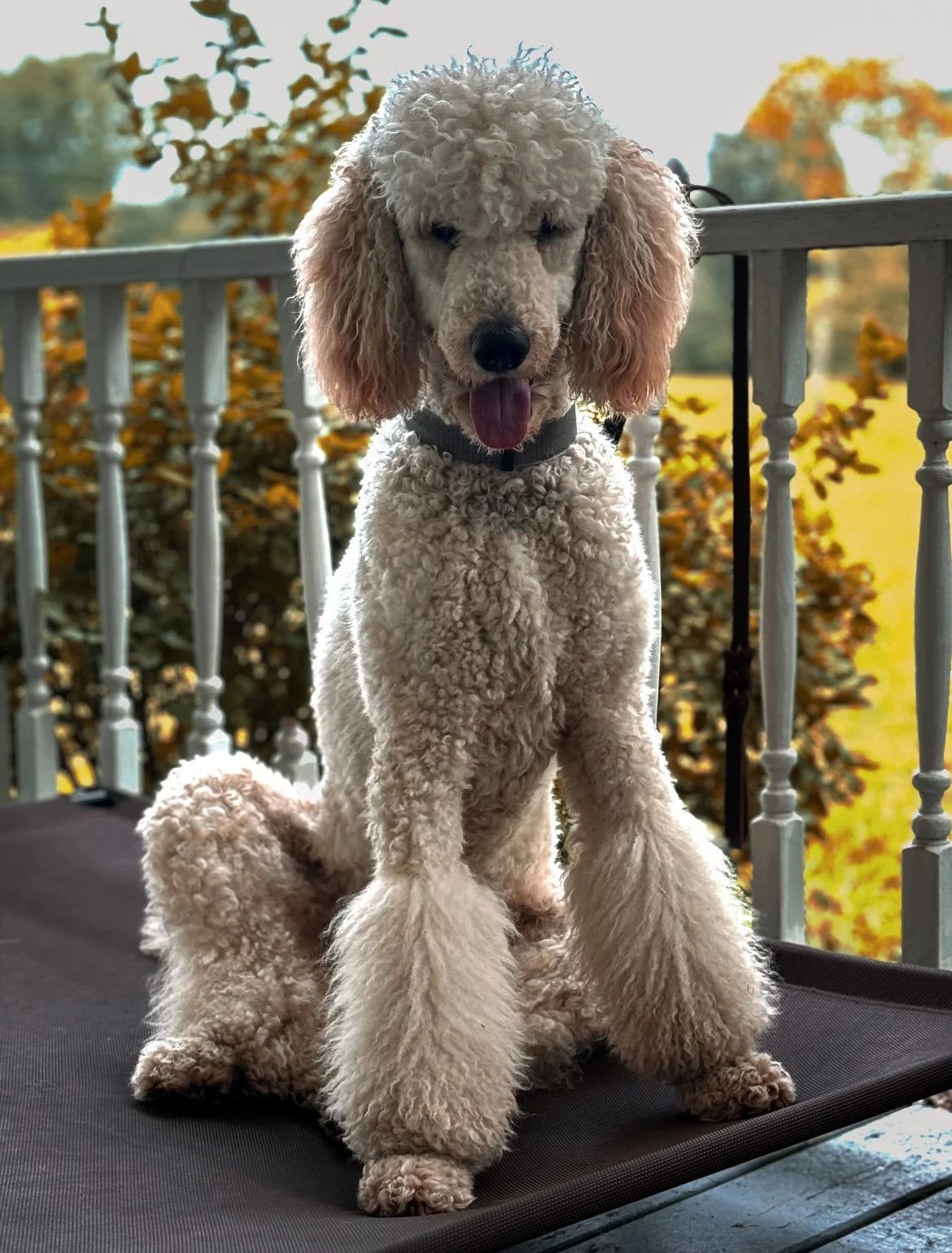 A fluffy cream-colored poodle sitting on a black surface outdoors, with a white railing and autumn trees in the background.