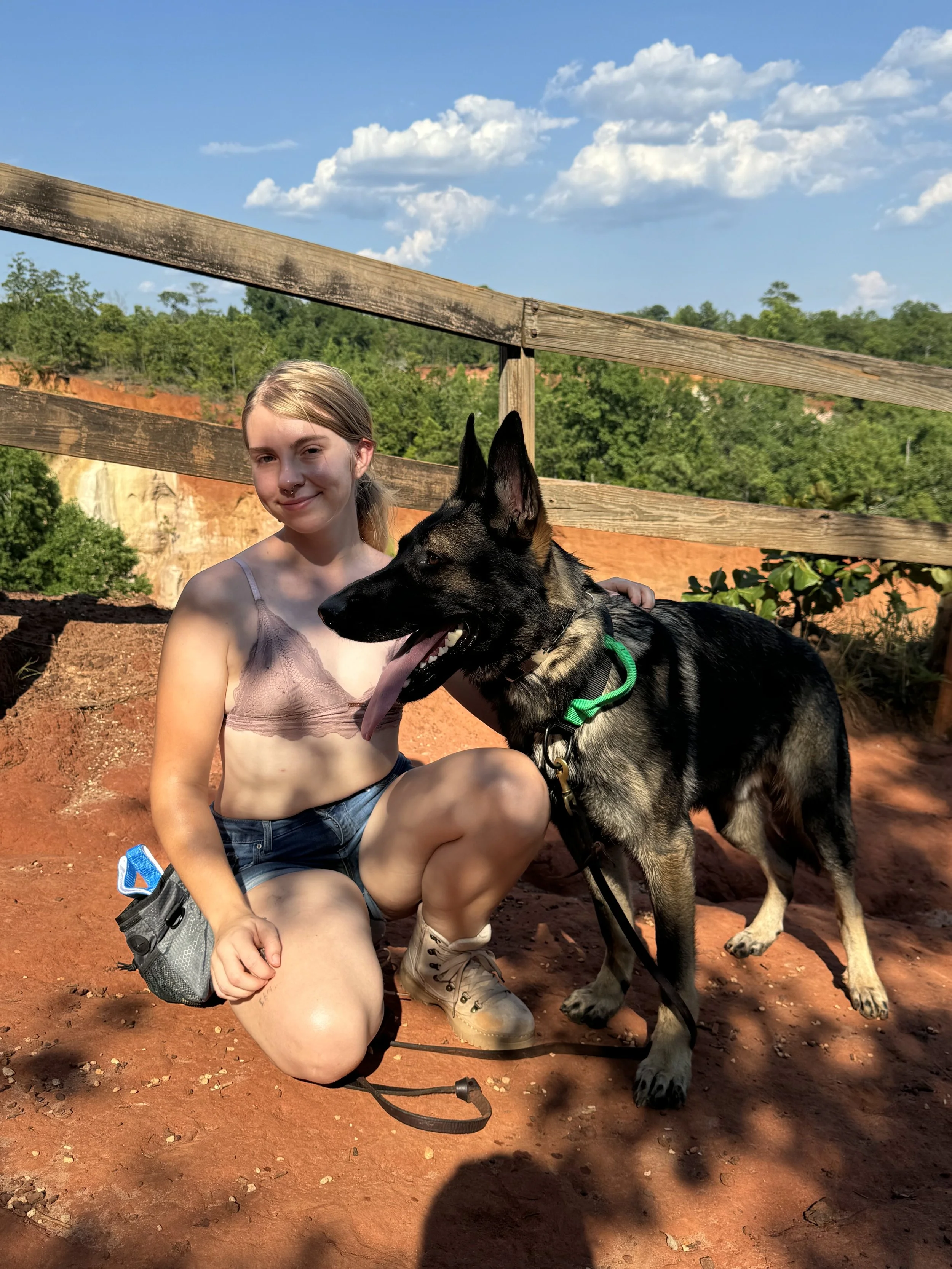 Advanced Training Program German Shepherd Dog is at Providence State Park in Georgia. The dog is happy and Off-Leash