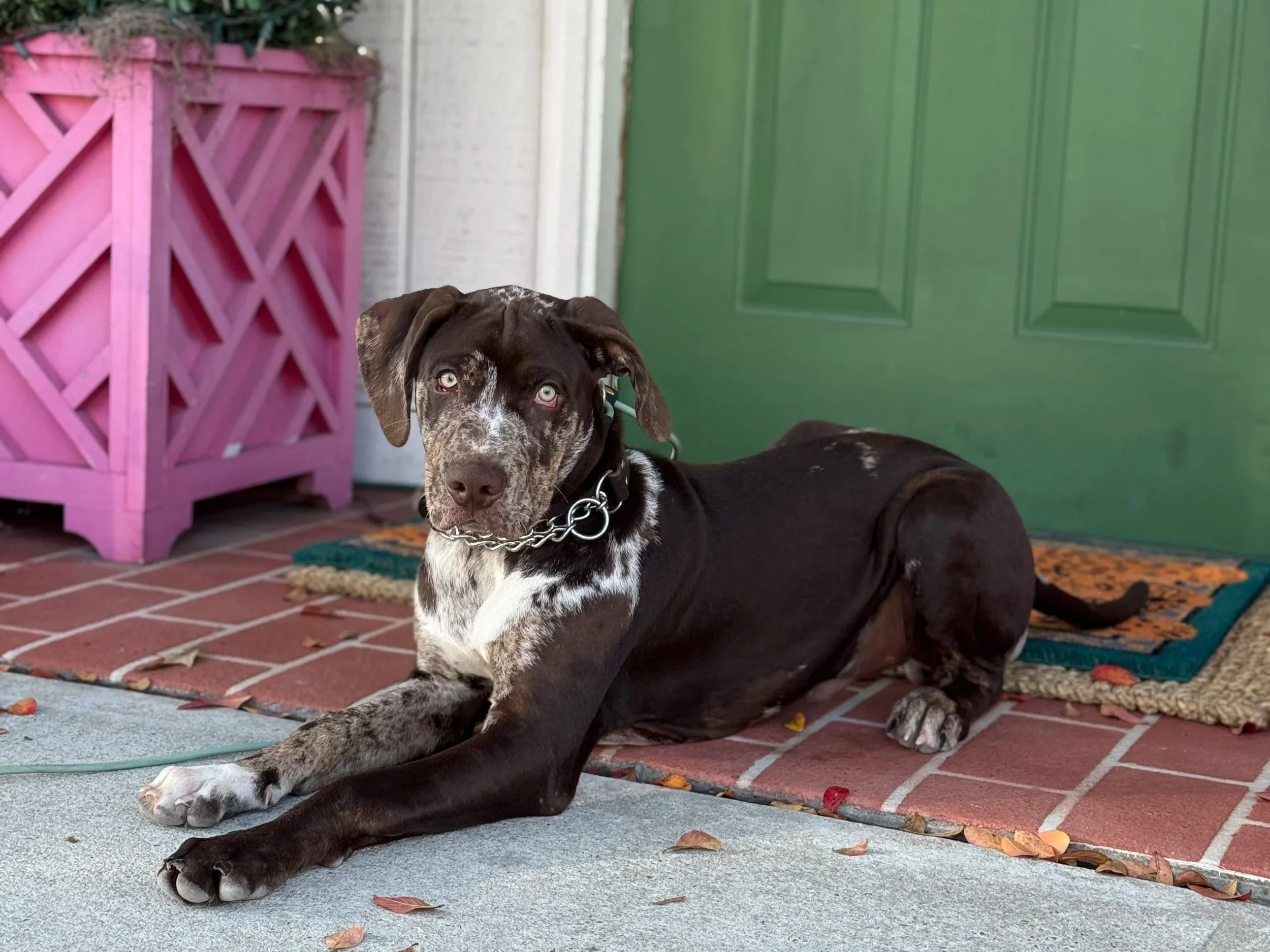 A black and white speckled dog lying on a brick porch in front of a green door and pink planter, looking at the camera.