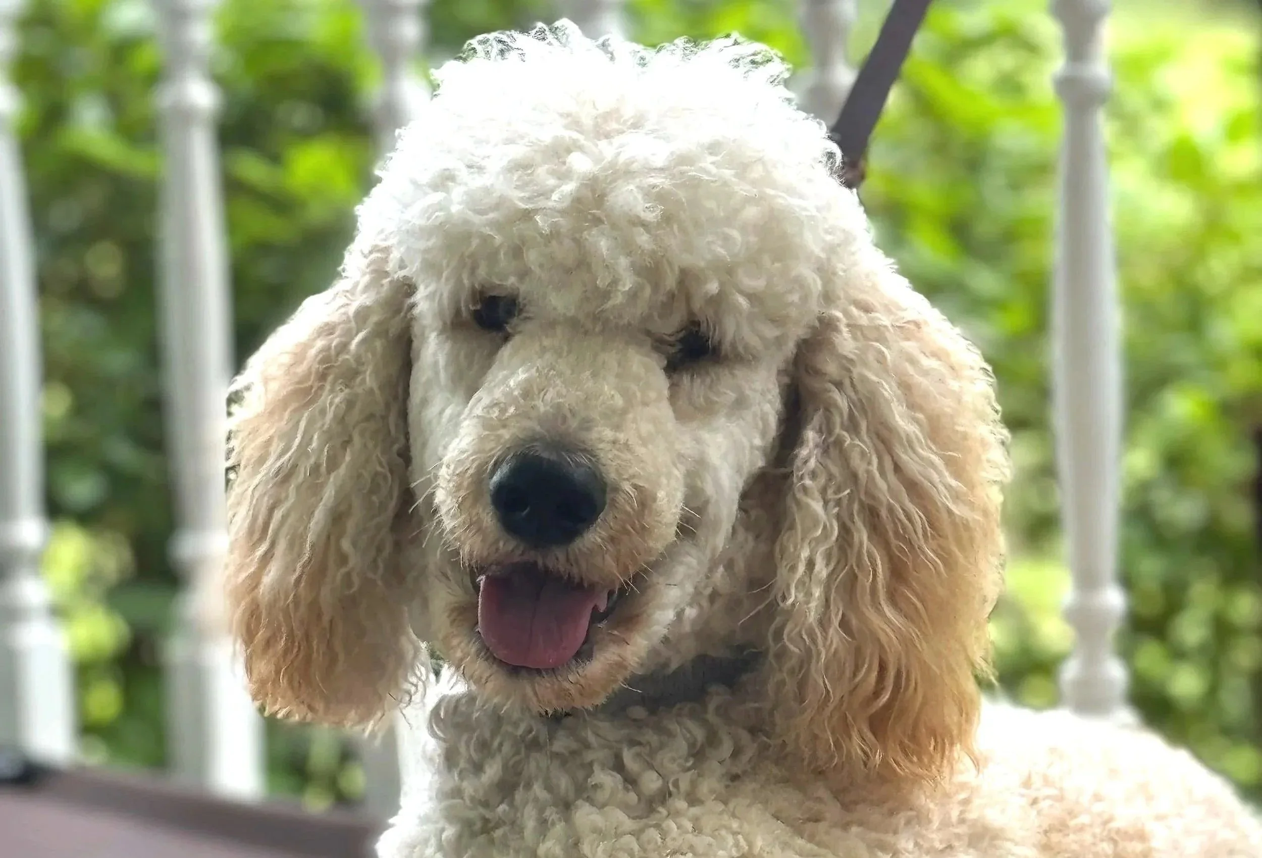 Close-up of a happy cream-colored poodle with floppy ears and curly fur on a porch or balcony with green foliage in the background.
