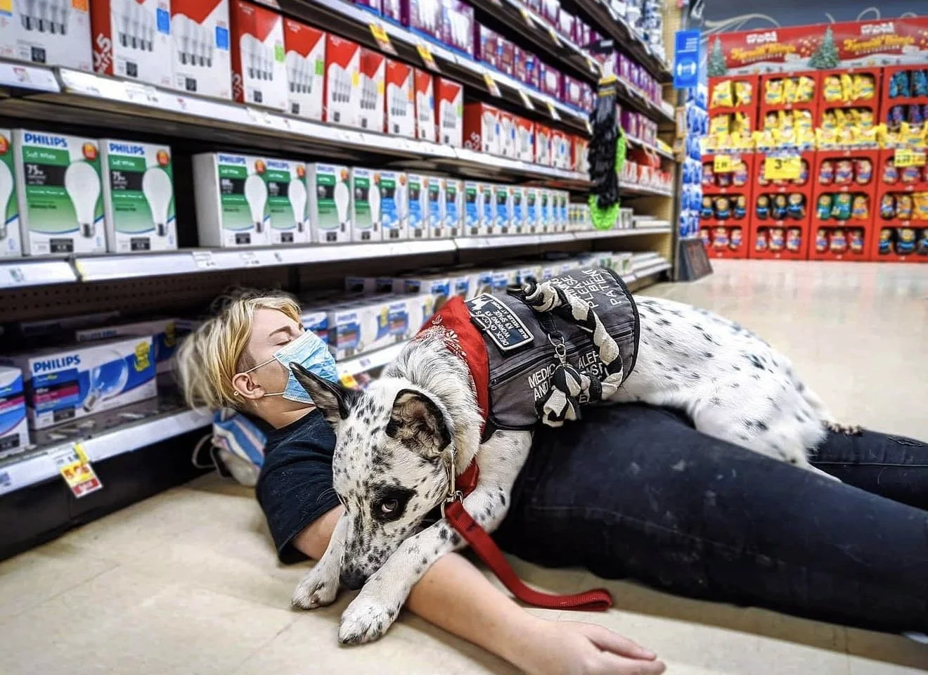 A Disabled Person is experiencing a Medical Episode and her Cardiac Alert Service Dog, a black and white Australian Cattle Dog, is performing a Task to Medically Assist his handler. This trained behavior is called Deep Pressure Therapy (DPT)
