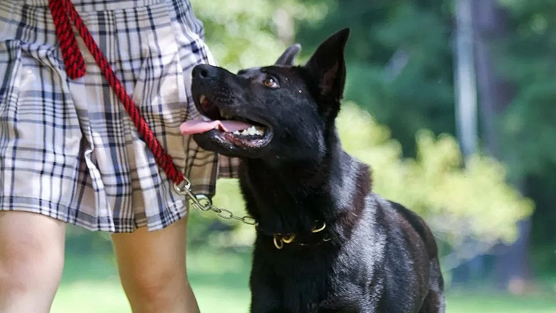 German Shepherd dog sitting on a city sidewalk with trees, cars, and street lamps in the background on a sunny day.