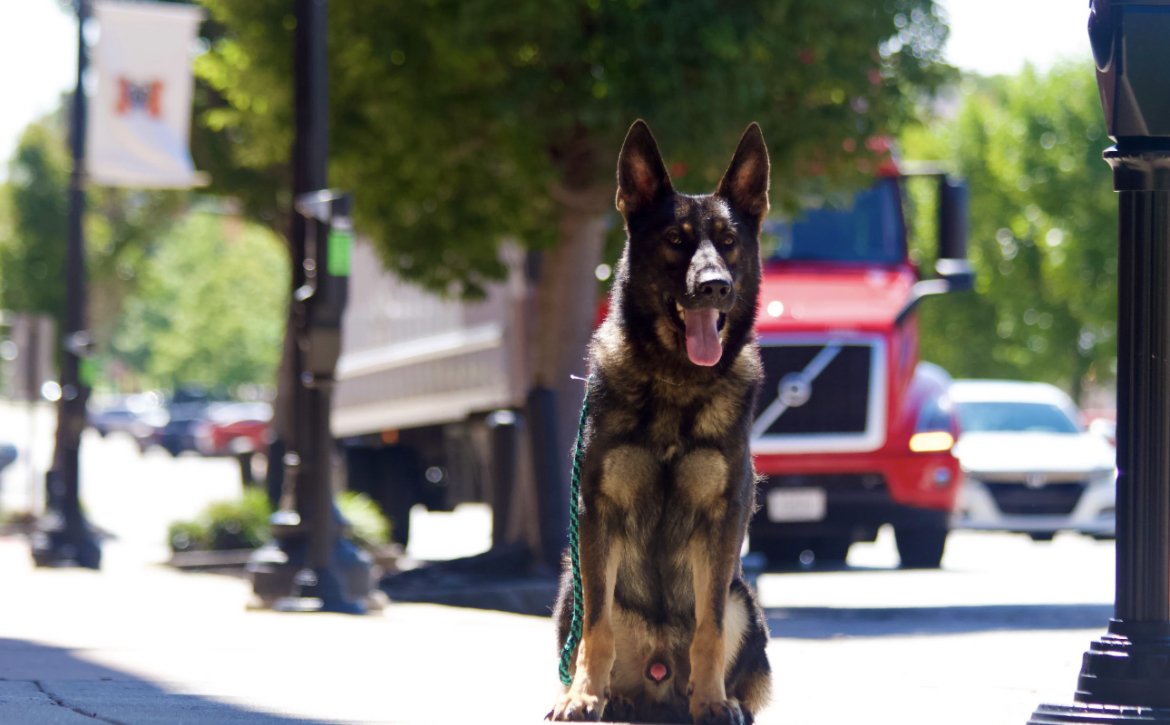 German Shepherd dog sitting on a city sidewalk with trees, cars, and street lamps in the background on a sunny day.