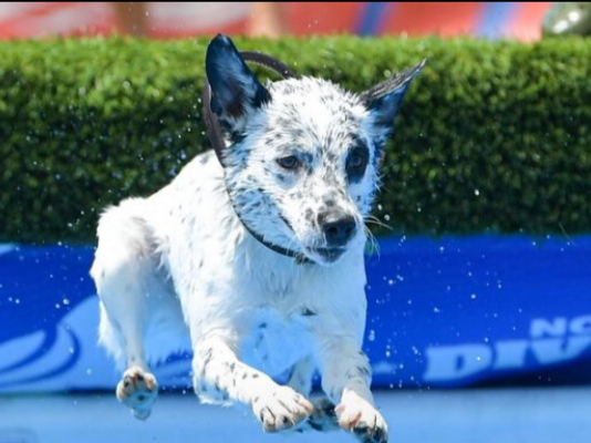 Dock Diving with Sport Dog Trained By Nonpareil K9. He is Jumping into Water.