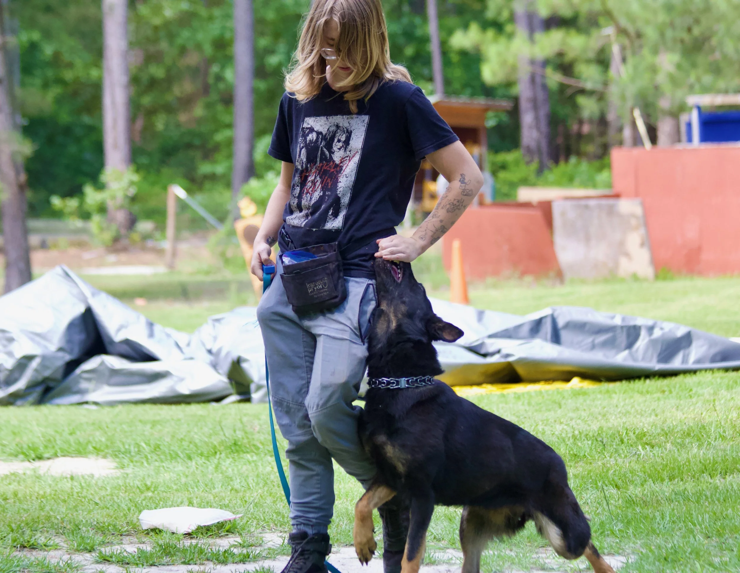 Mondioring Training a German Shepherd Dog, Blaze Parker is Handling the Dog who is performing a Focused Heel
