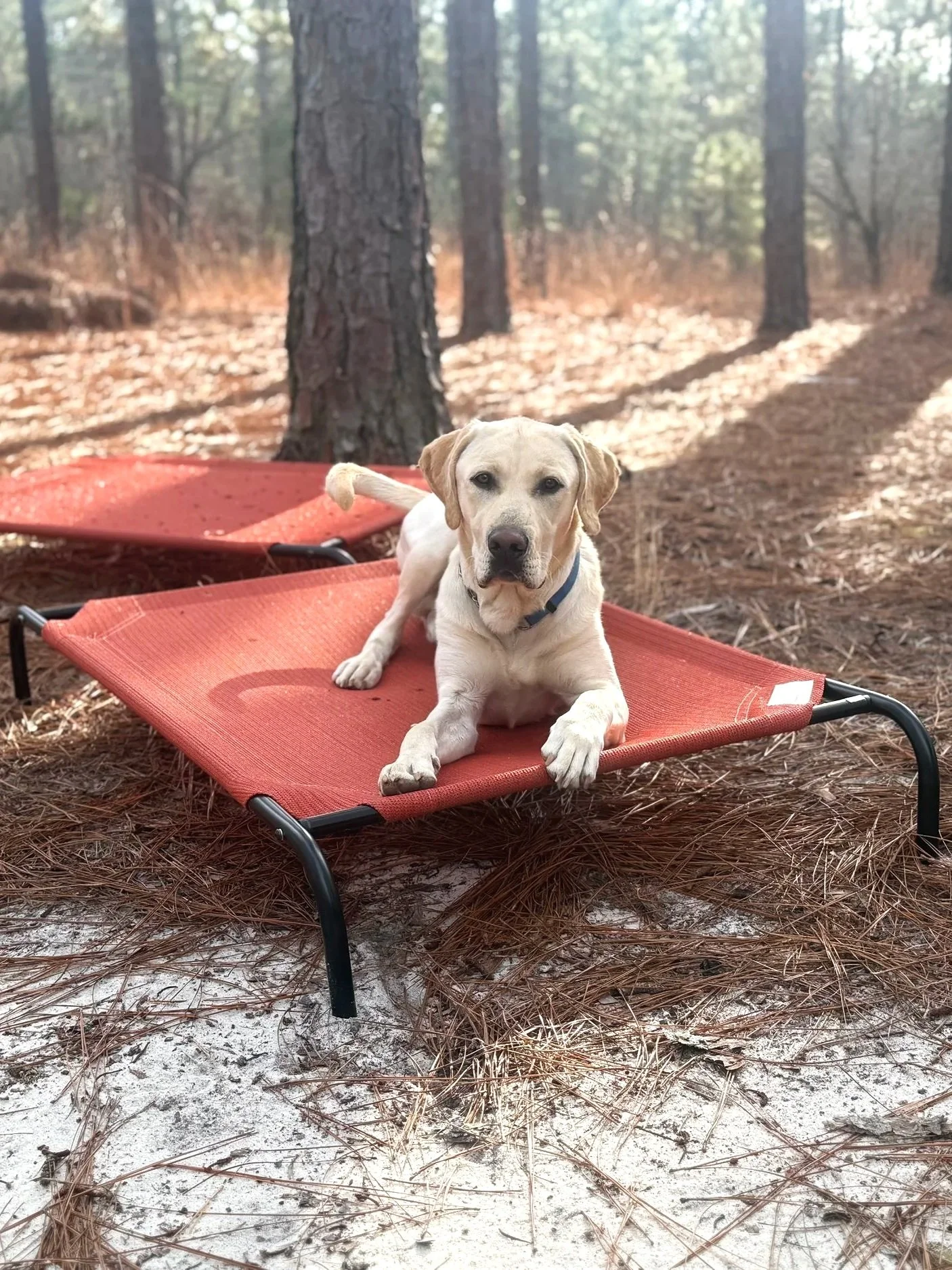 Dog lying on a red elevated bed in a forest with pine trees and sandy ground.