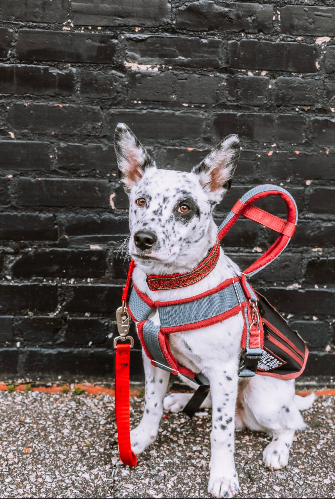 A white and black speckled Australian Shepherd dog with amber eyes, wearing a red and gray harness and a red leash, sitting against a black brick wall with a black and red backpack on its back.