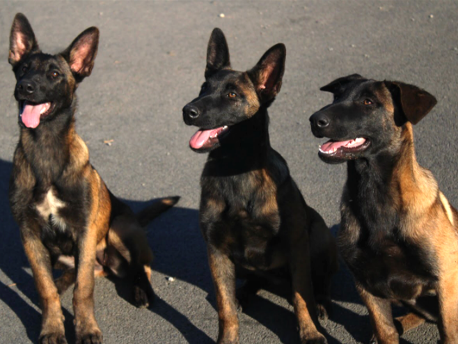 Three Belgian Malinois puppies sitting on asphalt, facing forward with their mouths open and tongues out.