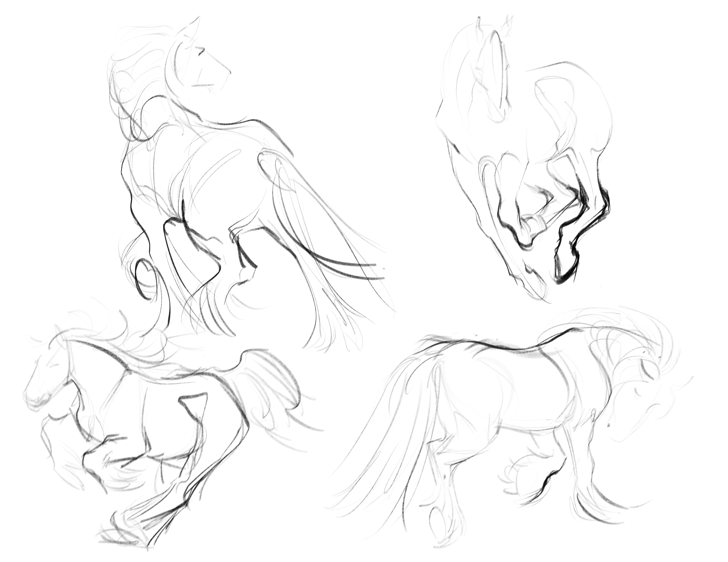 HorseSketches.png