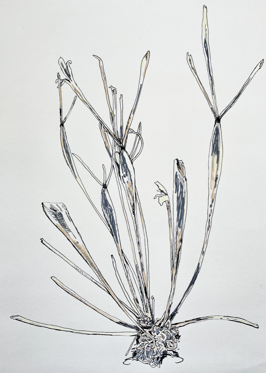 Screen Shot 2024-05-22 at 6.19.27 PM.png