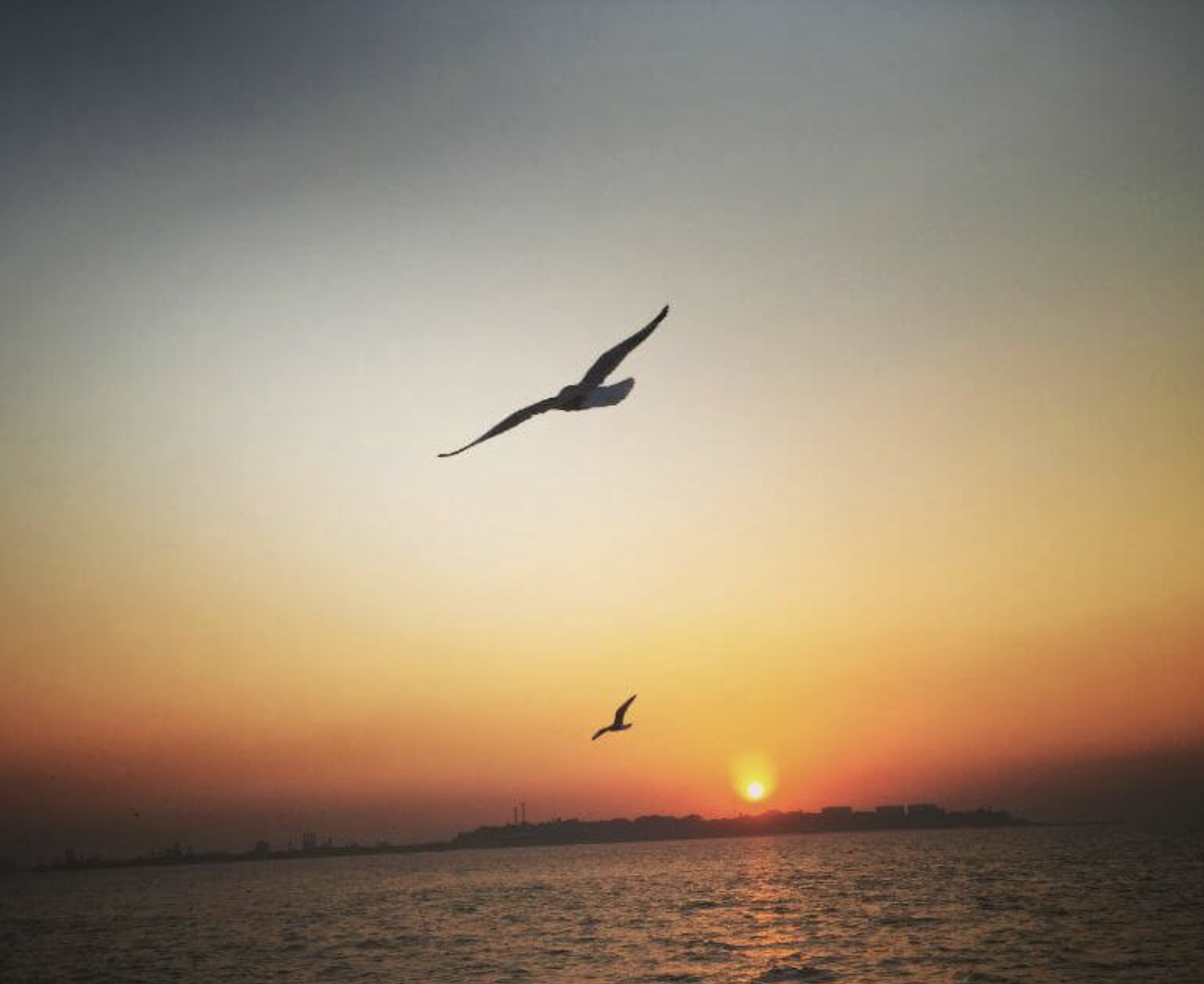 Gaviotas volando sobre el mar al atardecer, retiro Volver a Ti abril 2027