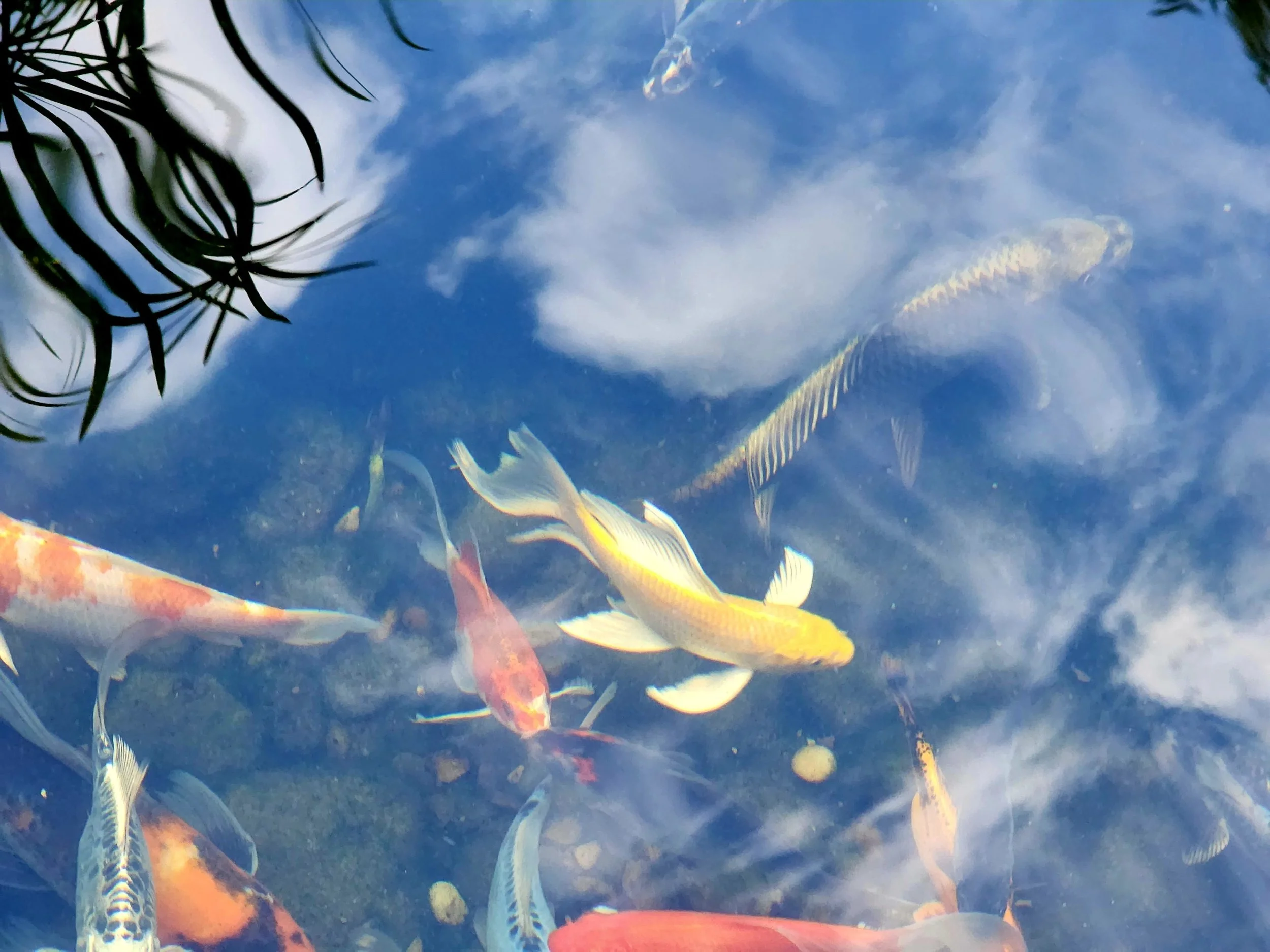 Dans fish.jpeg
