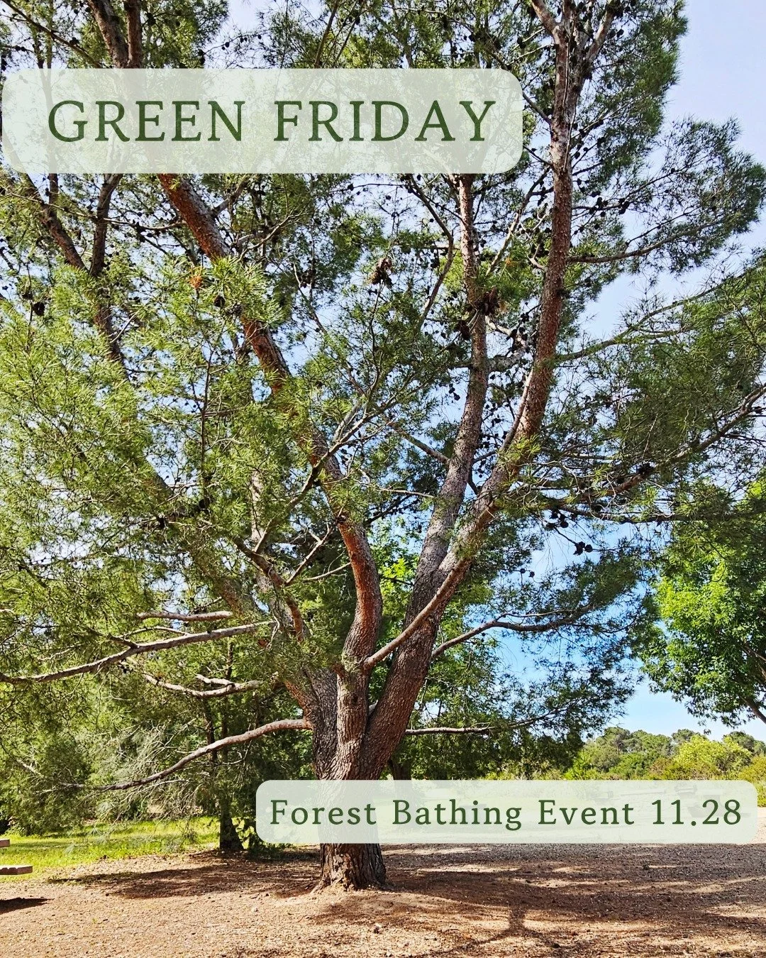 I'm excited to announce the Green (Not Black) Friday event! Link in bio.

When was the last time you took a moment to slow down and just &quot;be&quot; in nature? Have you heard of Forest Bathing and are curious to find out about it?

Please join thi