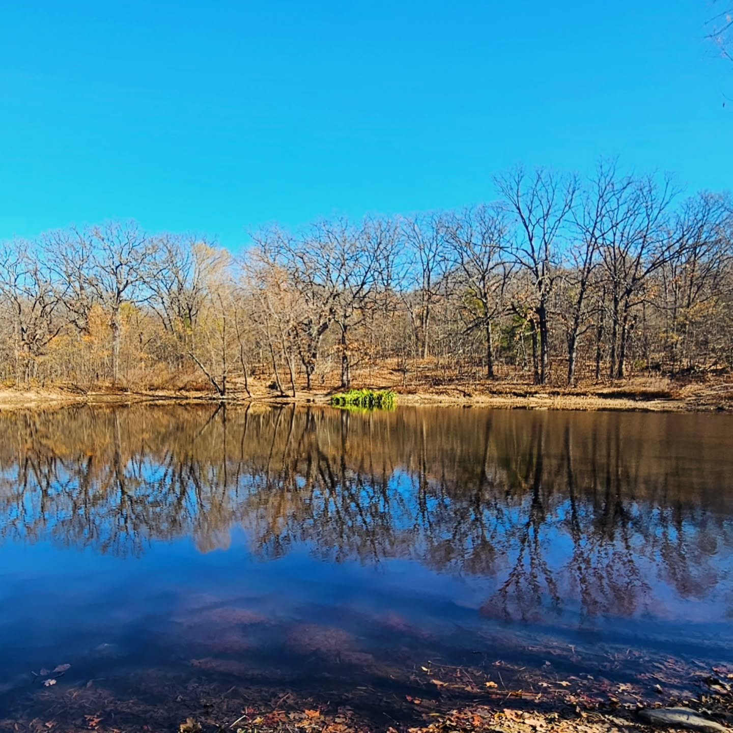 Reflect. Pause. Breathe. 
Take a cue from nature and remember to go through your seasons. Refresh yourself where you are. 

#forestbathing #shinrinyoku #trees #forest #nature #reflection