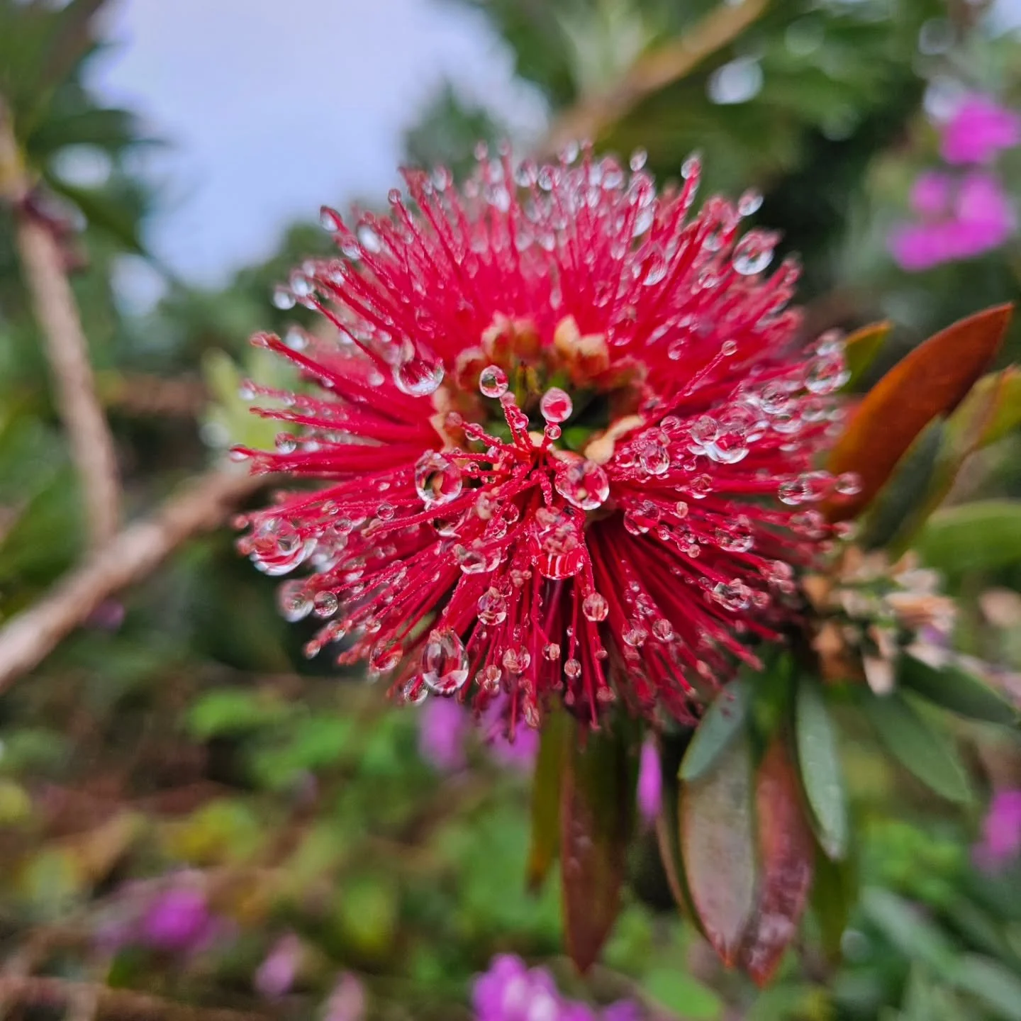 Dew. A moment in time. A reminder of impermanence. 
What are you noticing? 

The beauty found on morning dog walks is everywhere. 

#nature #dew #impermanence