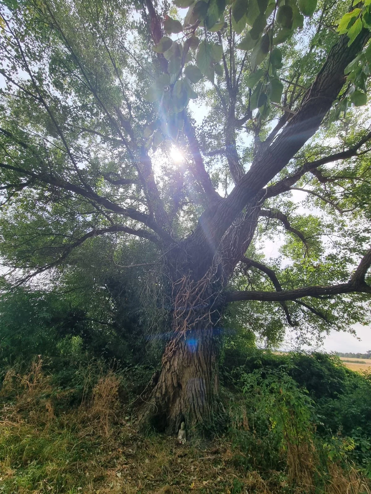 Walking with our Ancestors