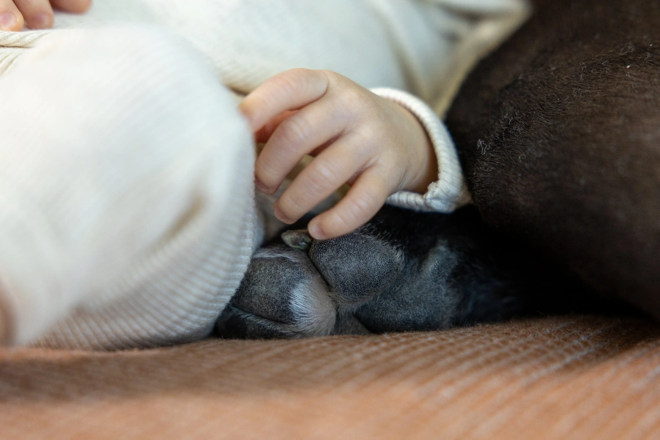 Family and baby photo from High Camp Photography, a professional family photographer based in Denver, Colorado.