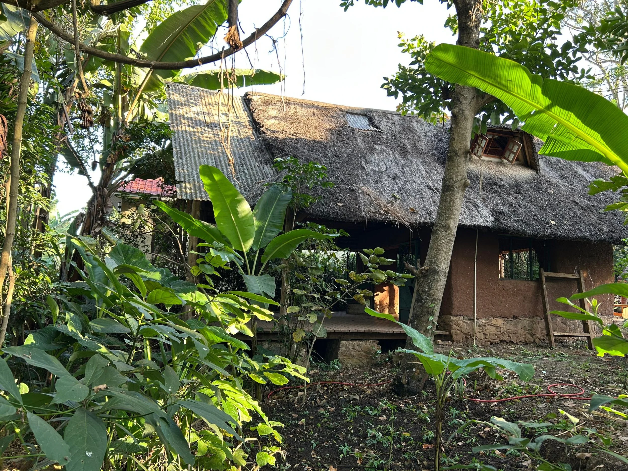 Our rustic house surrounded by lush green tropical plants and trees, with a thatched roof and earthy walls, in a dense jungle setting.