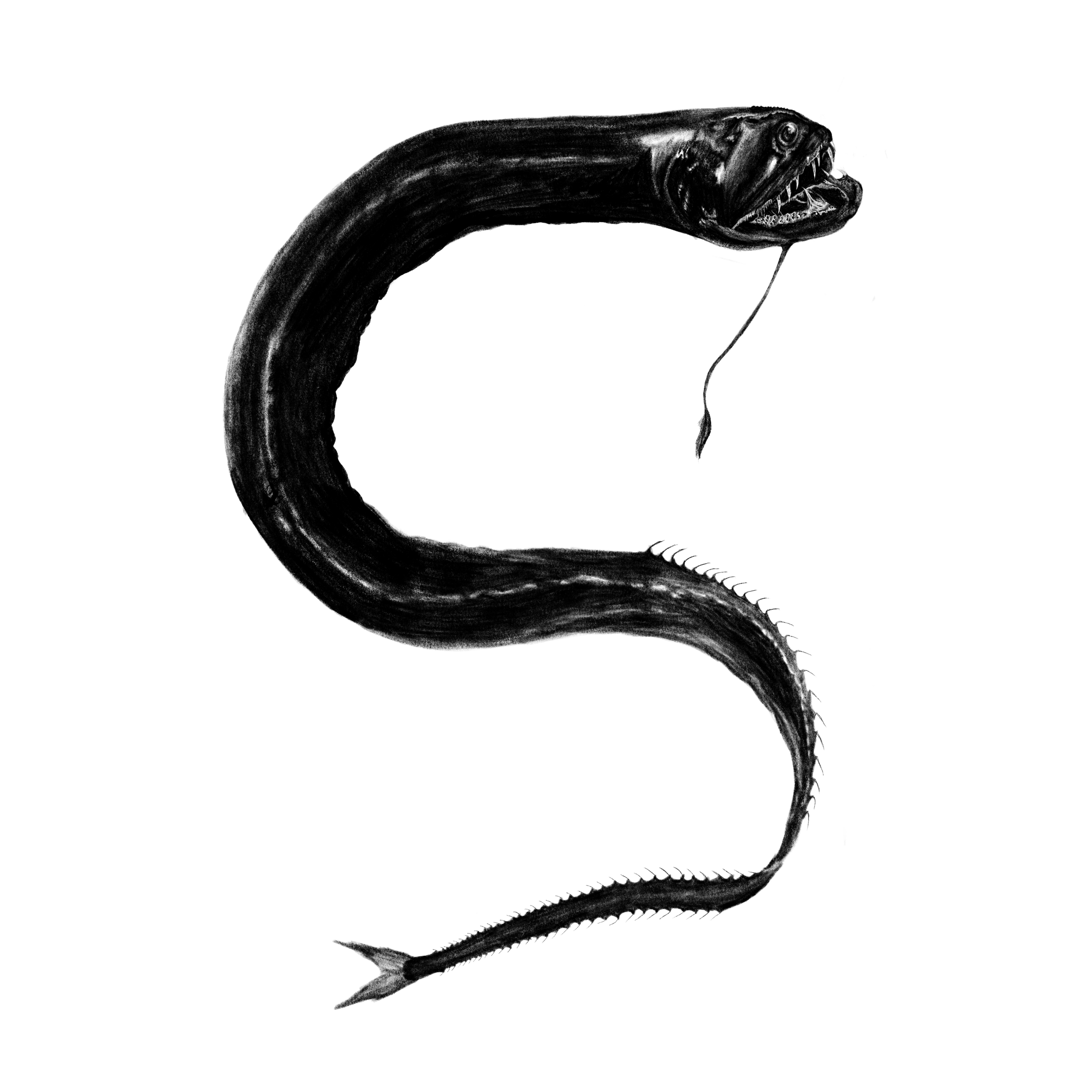 Idiacanthus atlanticus