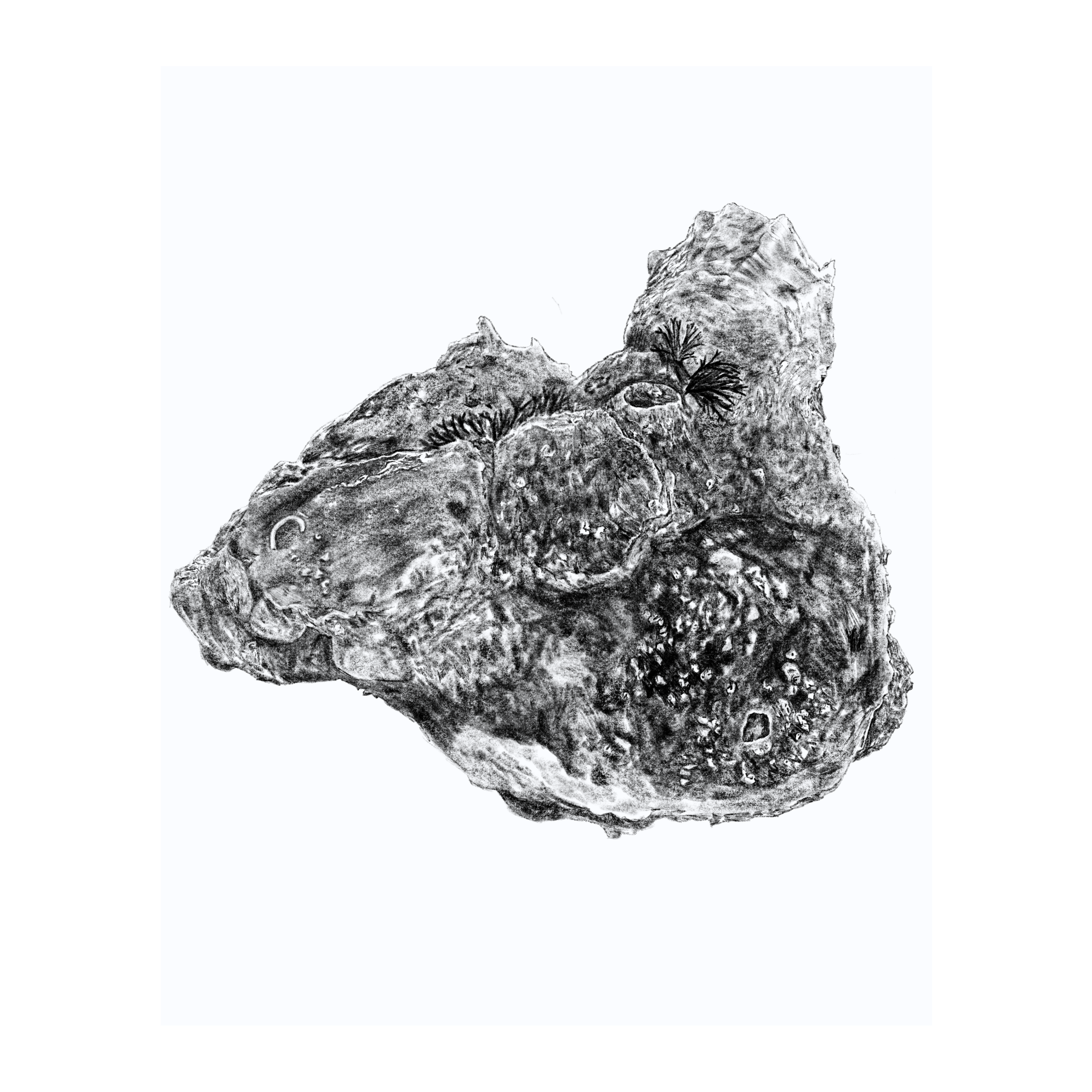 Oyster Cluster