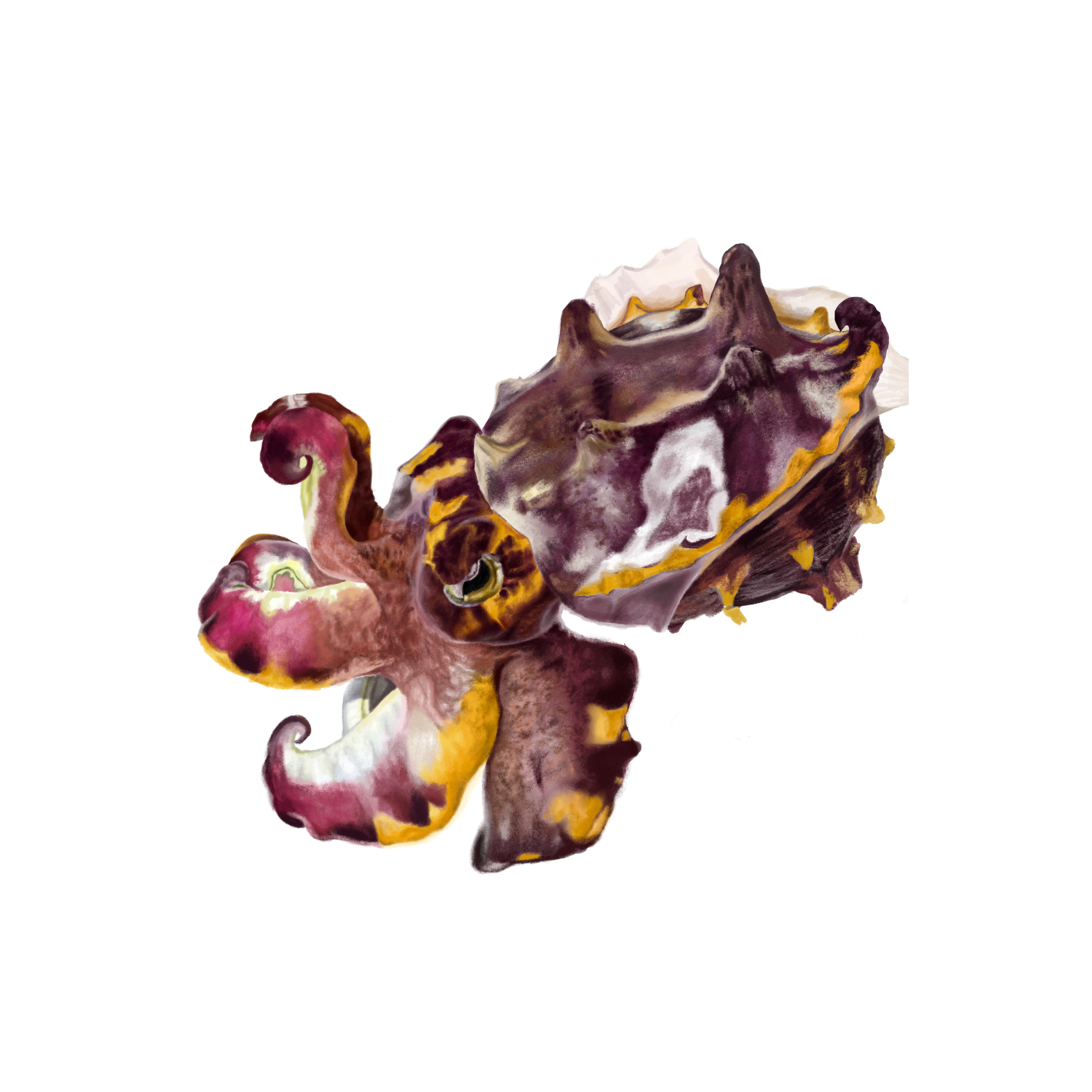 Cuttlefish