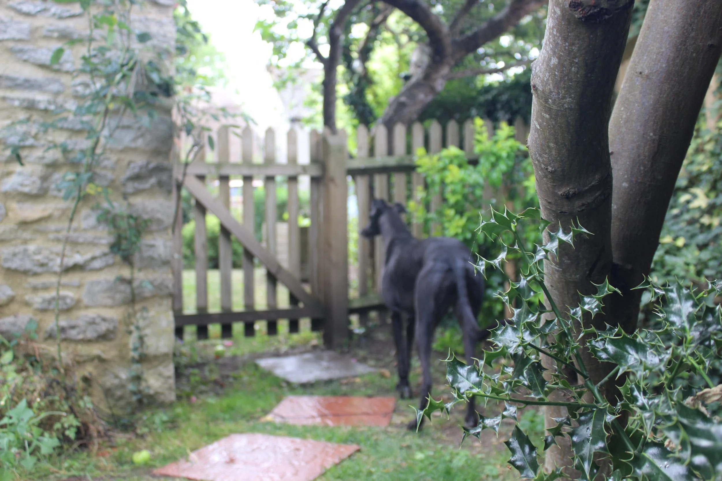 ...and leaves - Esme Elvidge