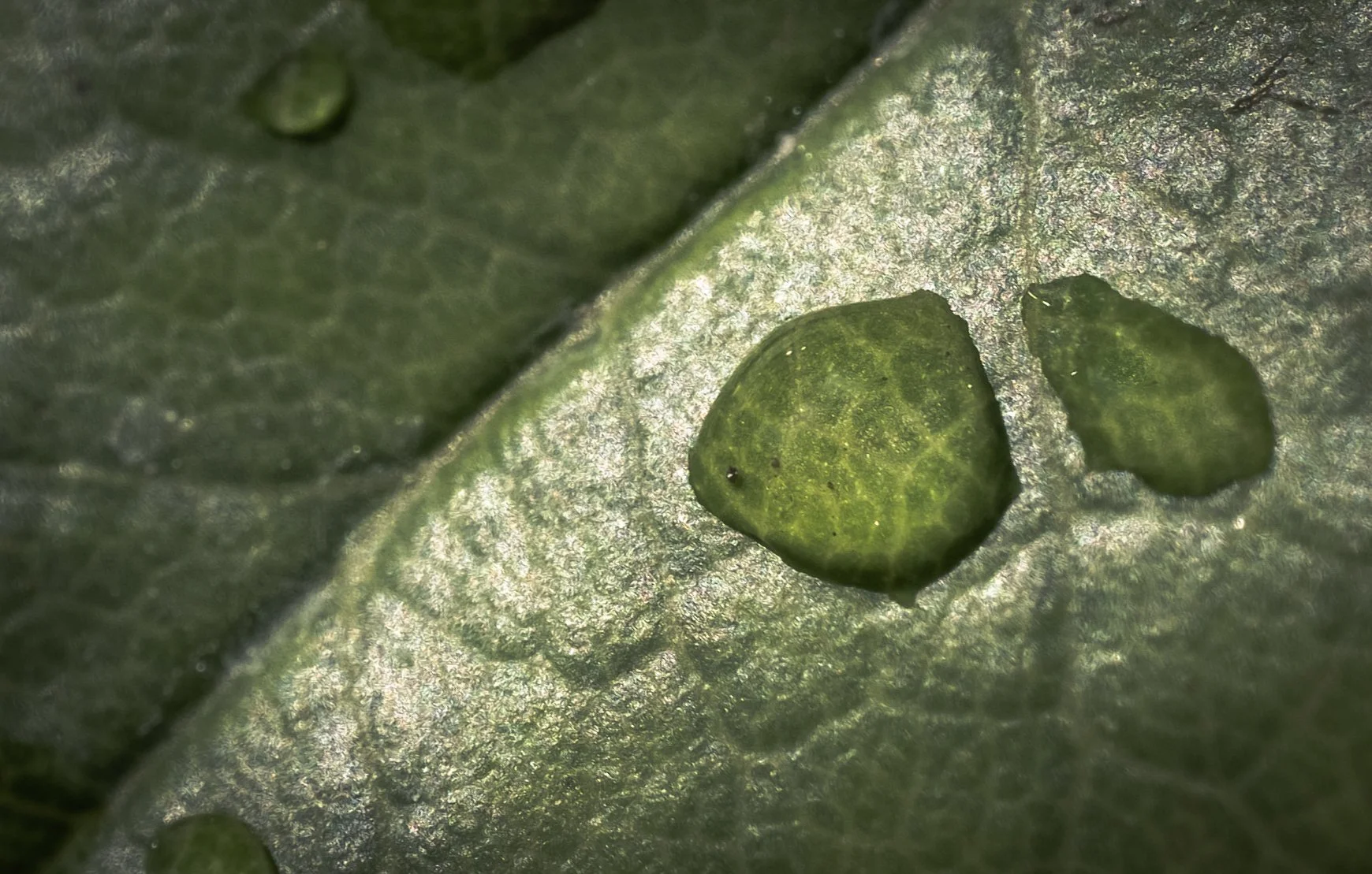 Topic 12 - ...and Leaves