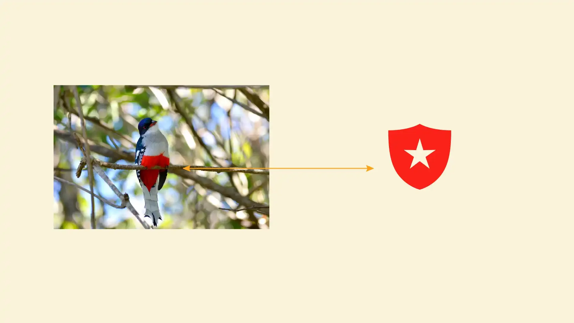 Image of a tocororo cuban bird with a red shield mark showing the correlation