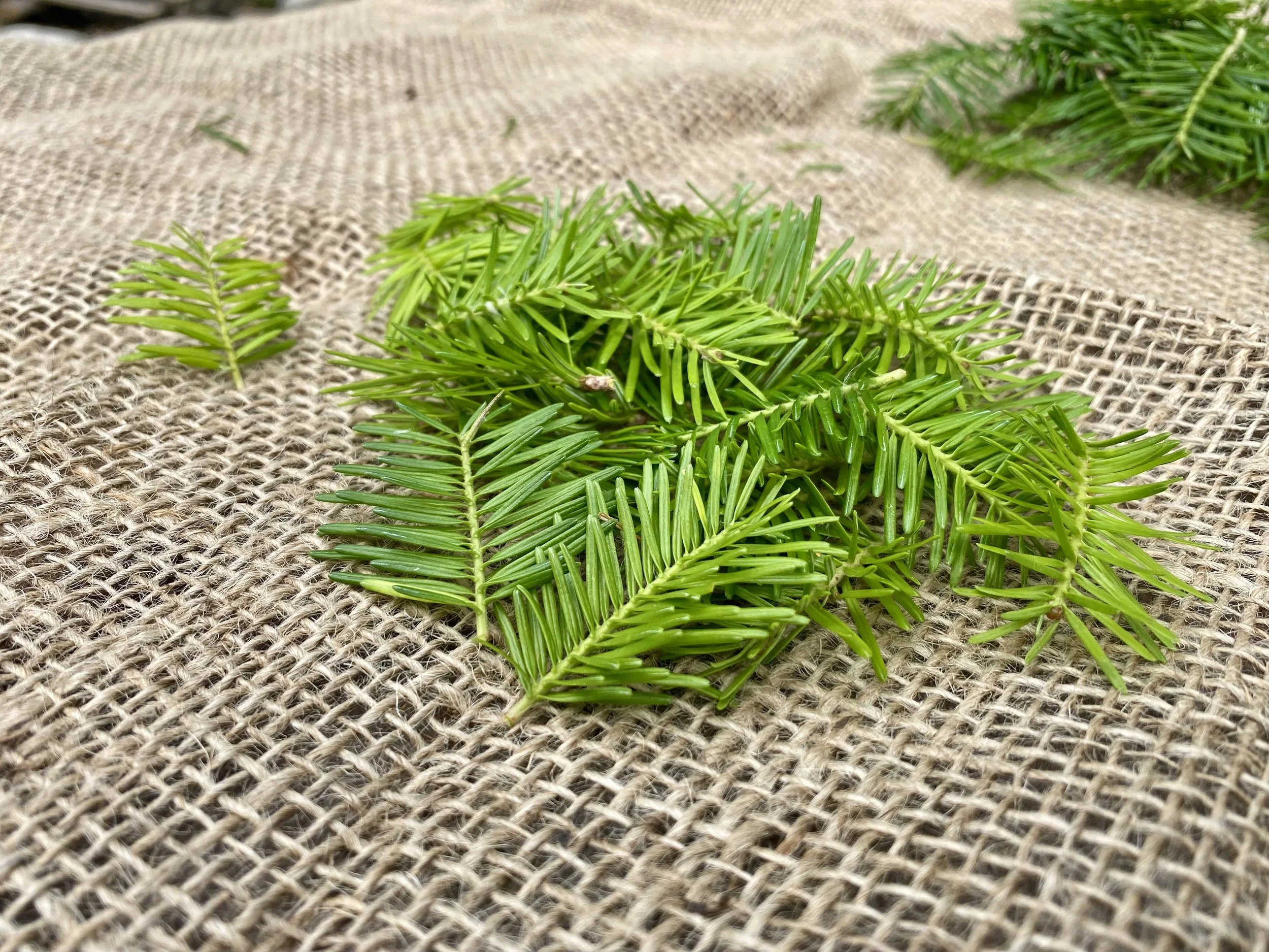 🌲 Jeunes pousses de sapin baumier – Fraîches et aromatiques en sachet de 50 g.