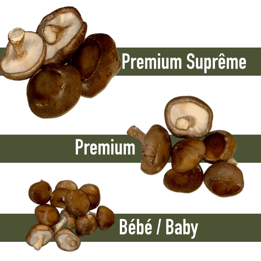 shiitake grades.png