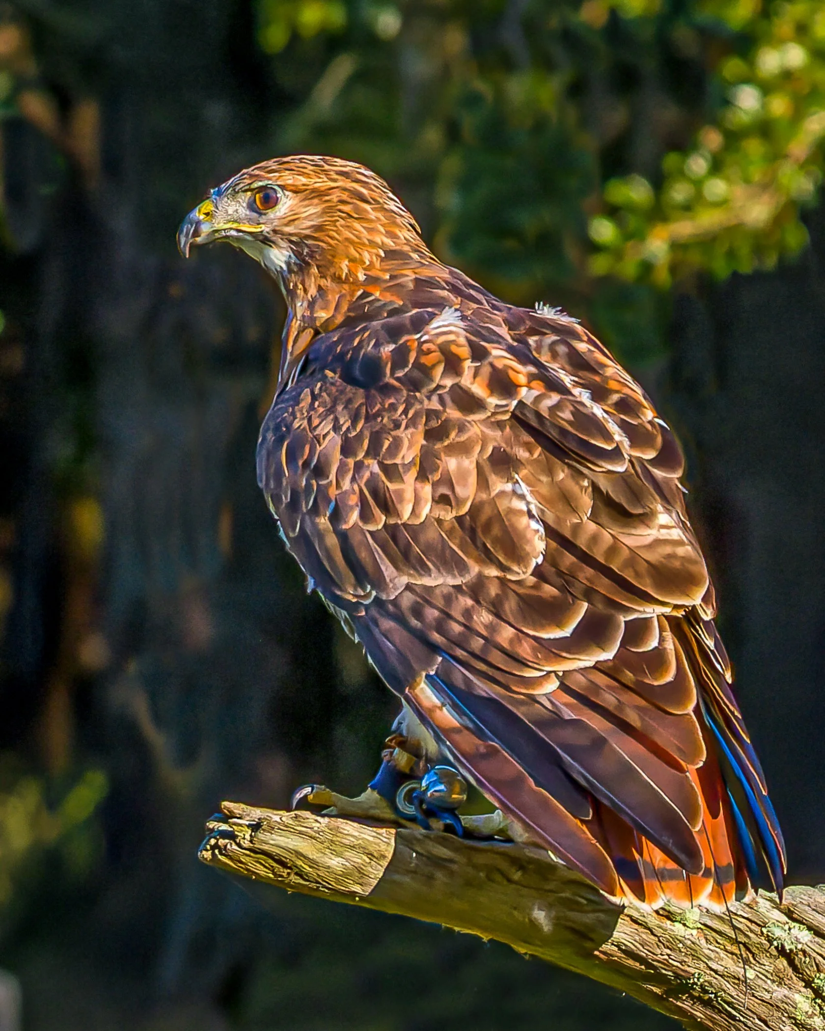 Red-tailed+Hawk.jpg