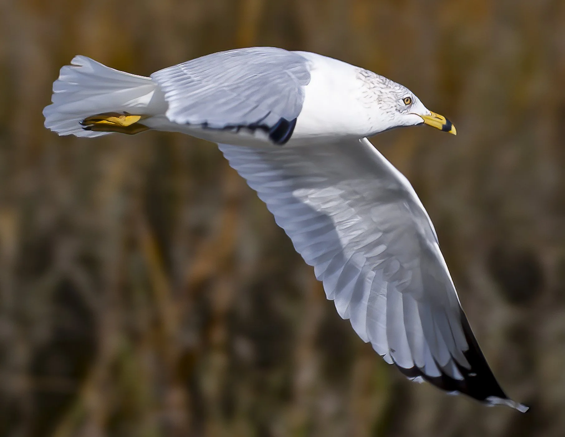 Ring-billed+Gull.jpg