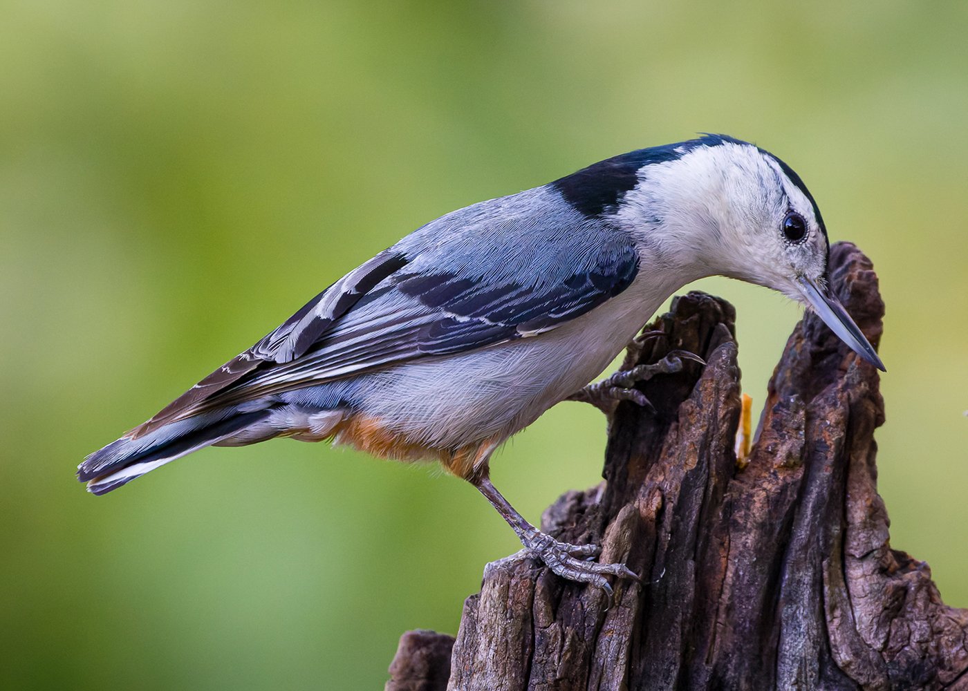 White-breasted+Nuthatch.jpg