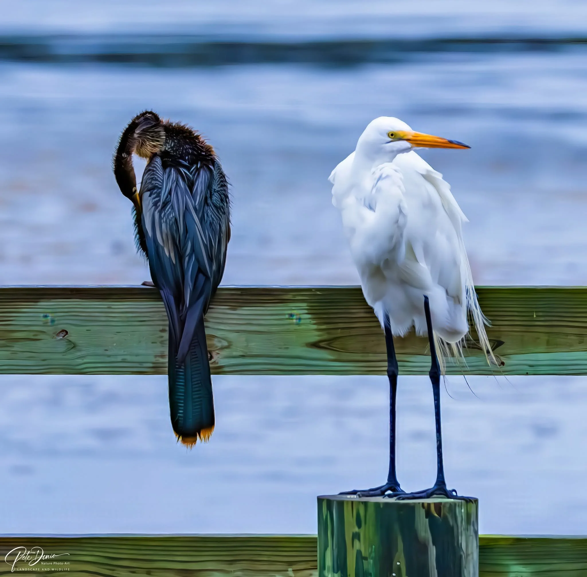 anihinga-egret.jpg